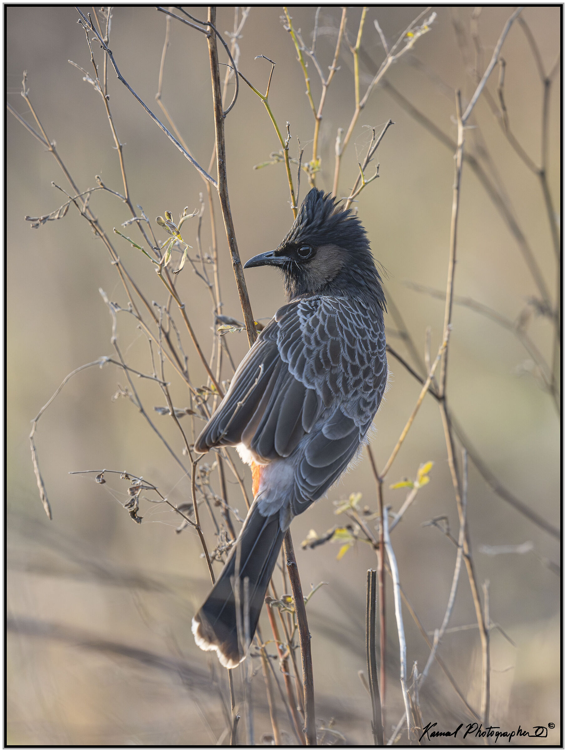 Red-vented bulbul (Pycnonotus cafer)