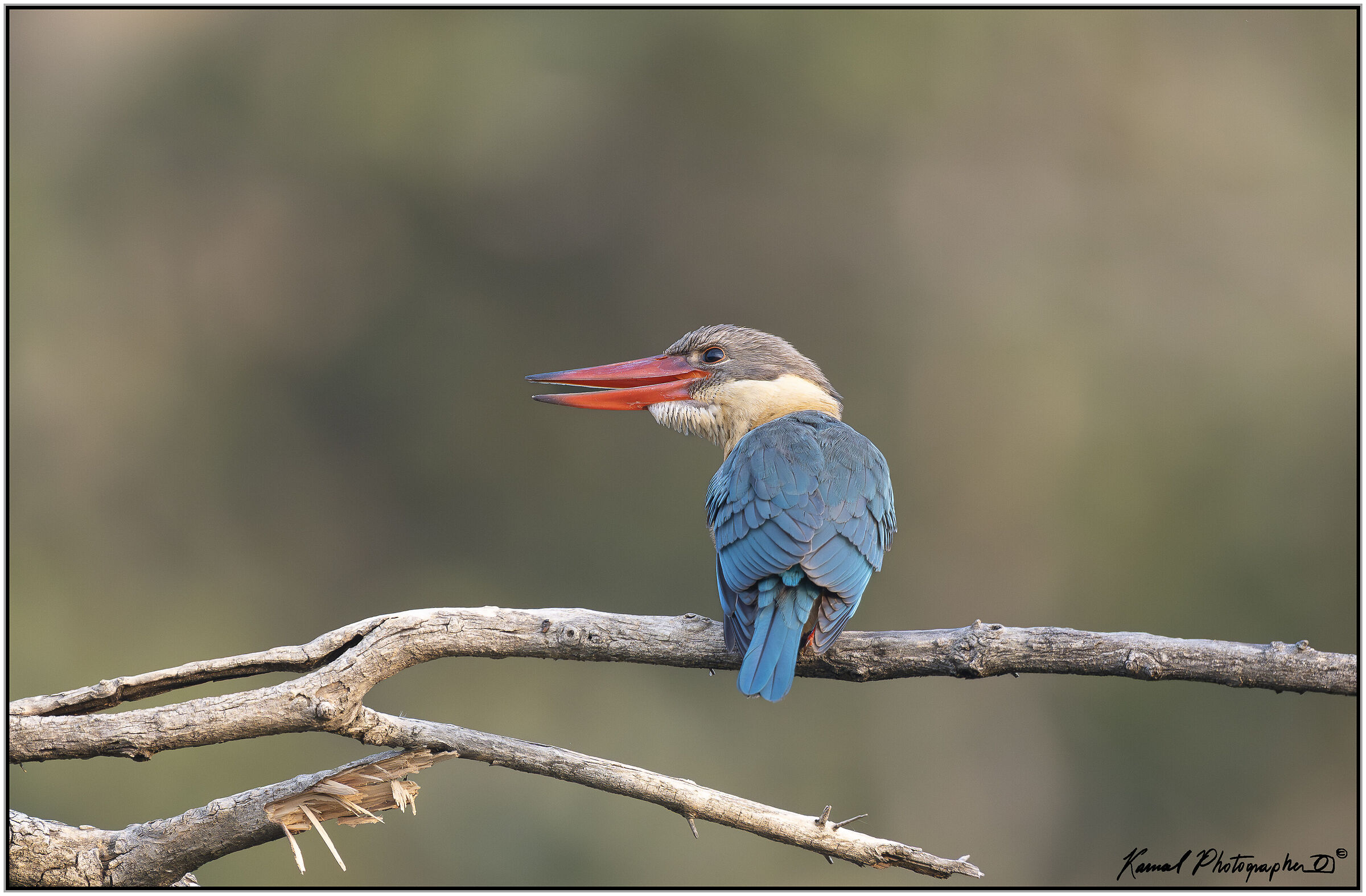 Stork-billed kingfisher (Pelargopsis capensis)