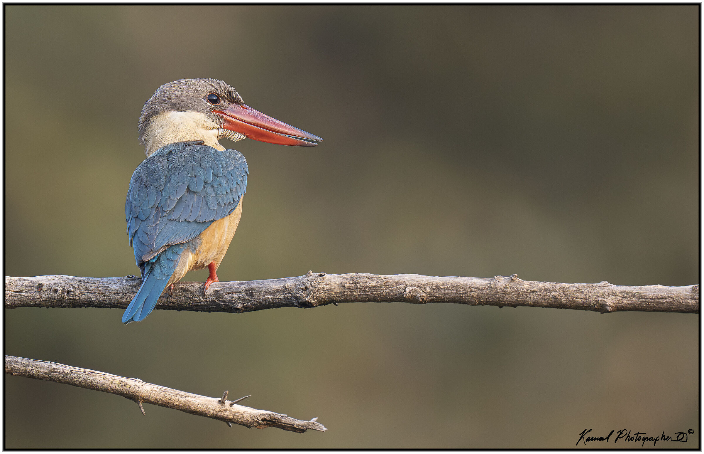 Stork-billed kingfisher (Pelargopsis capensis)