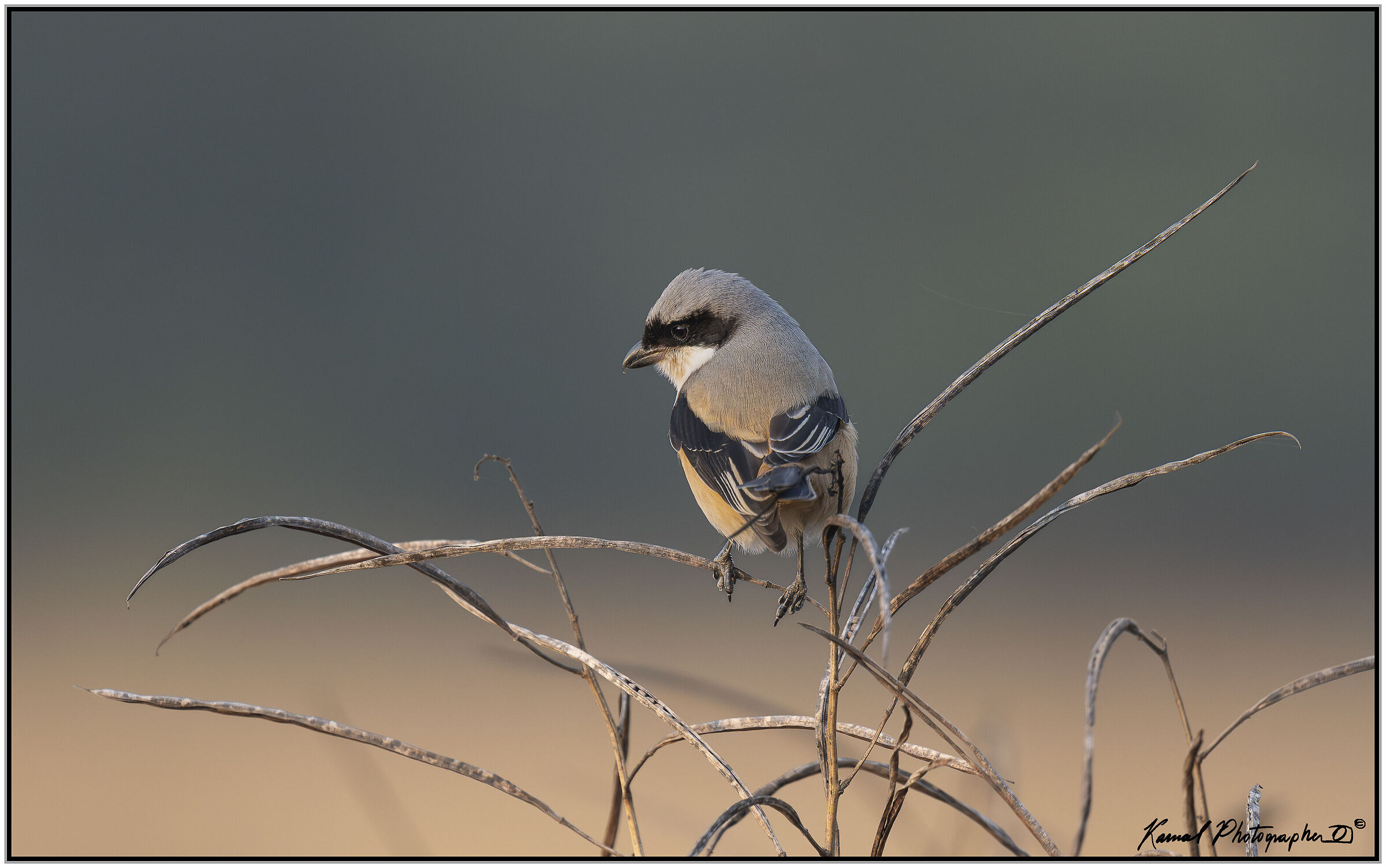 Long-tailed Shrike (Lanius schach)