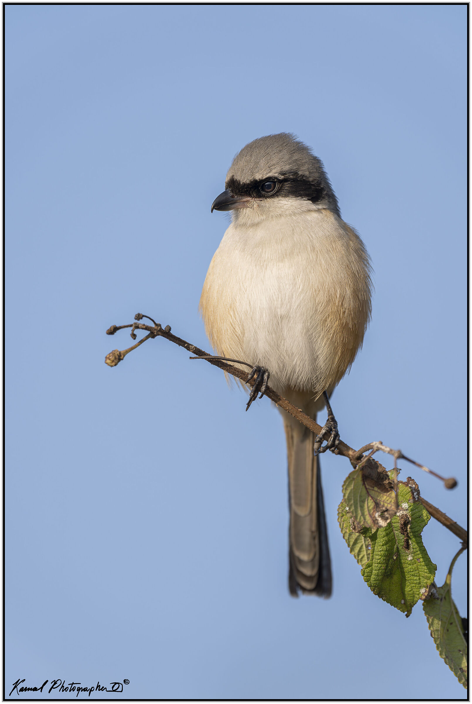 Long-tailed Shrike (Lanius schach)
