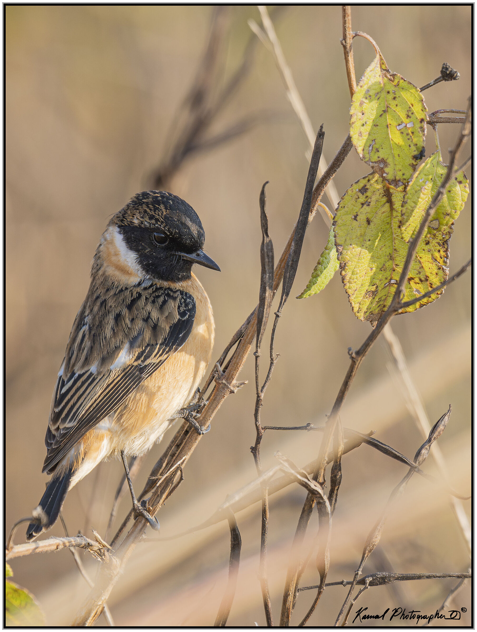 Stonechatter (Saxicola torquata)