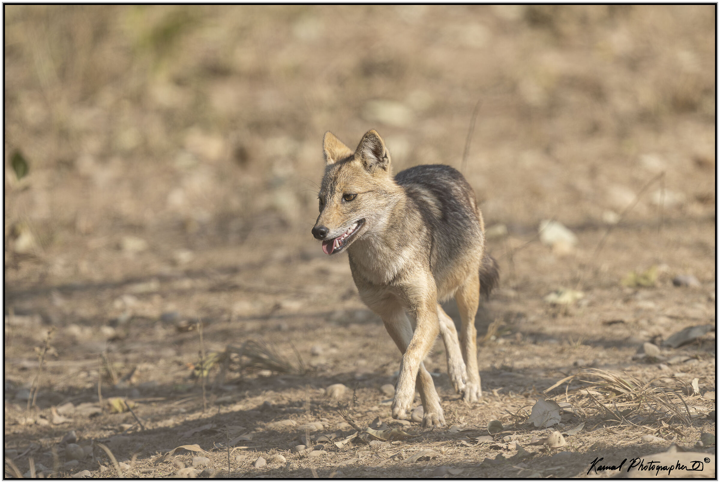 Golden jackal (Canis aureus)