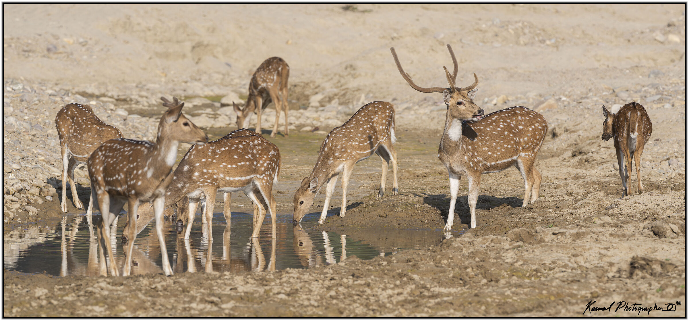 Axis deer (Axis axis)