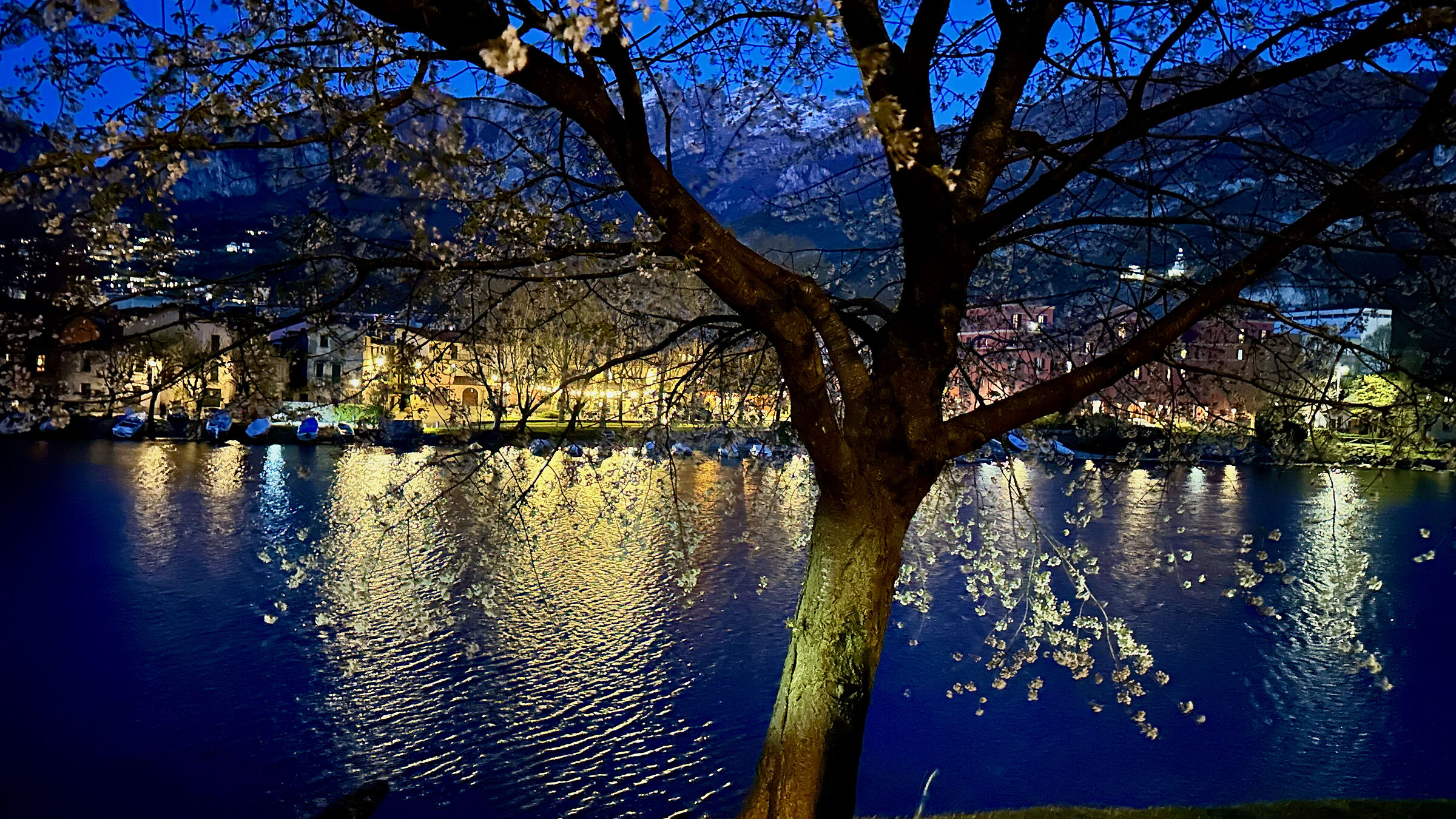 Pescarenico, spring evening with tree in bloom 2