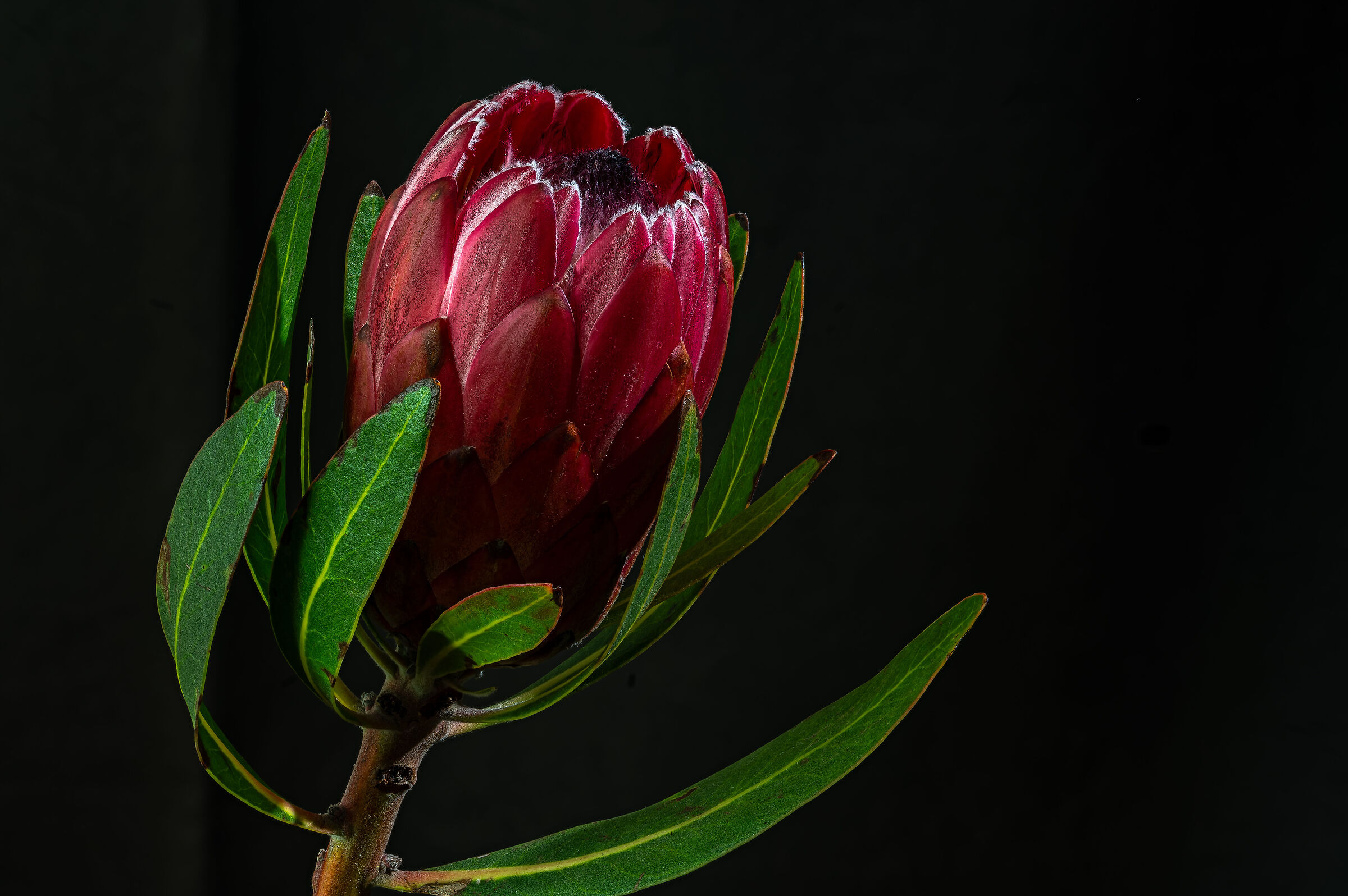Protea