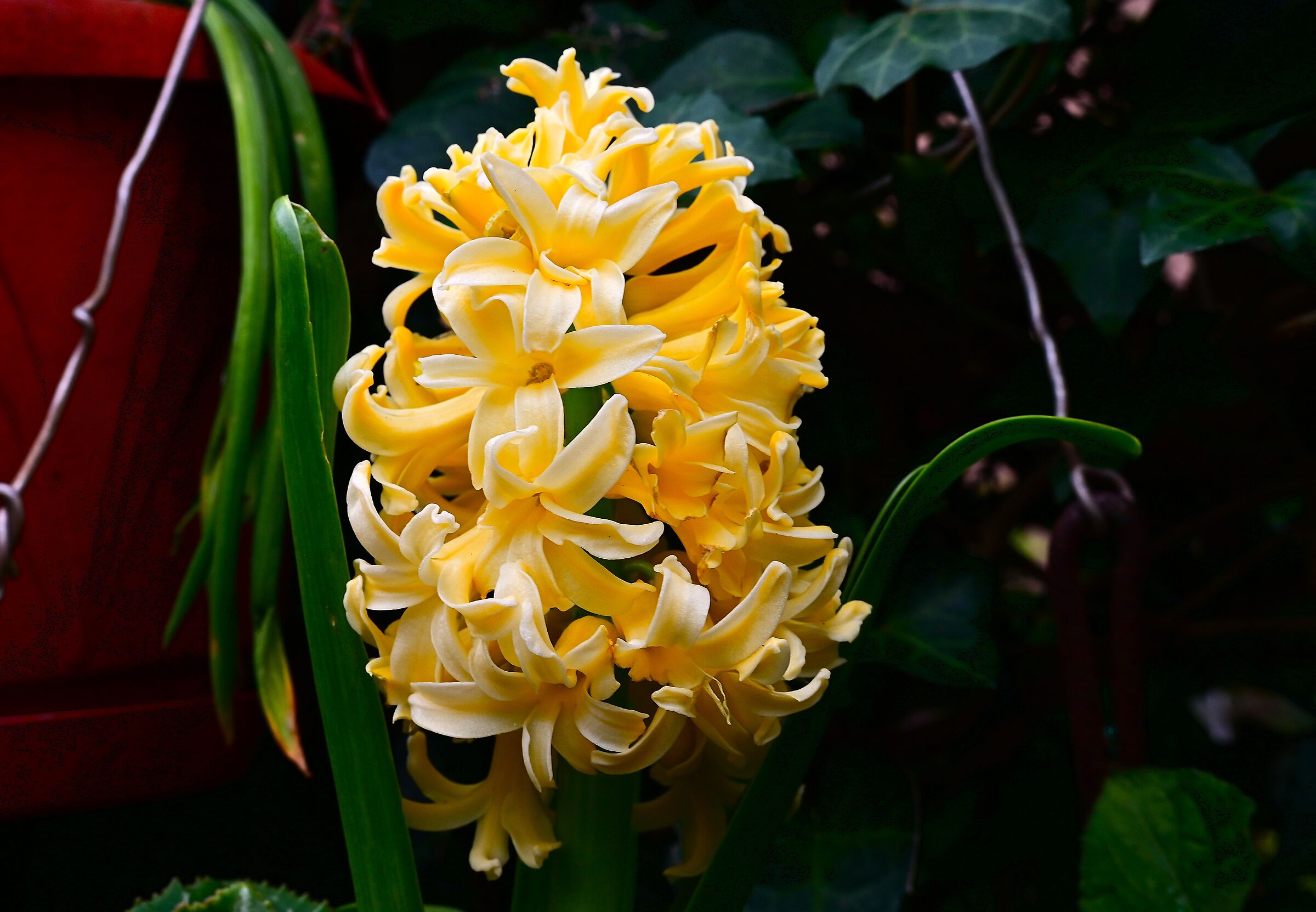 Hyacinth