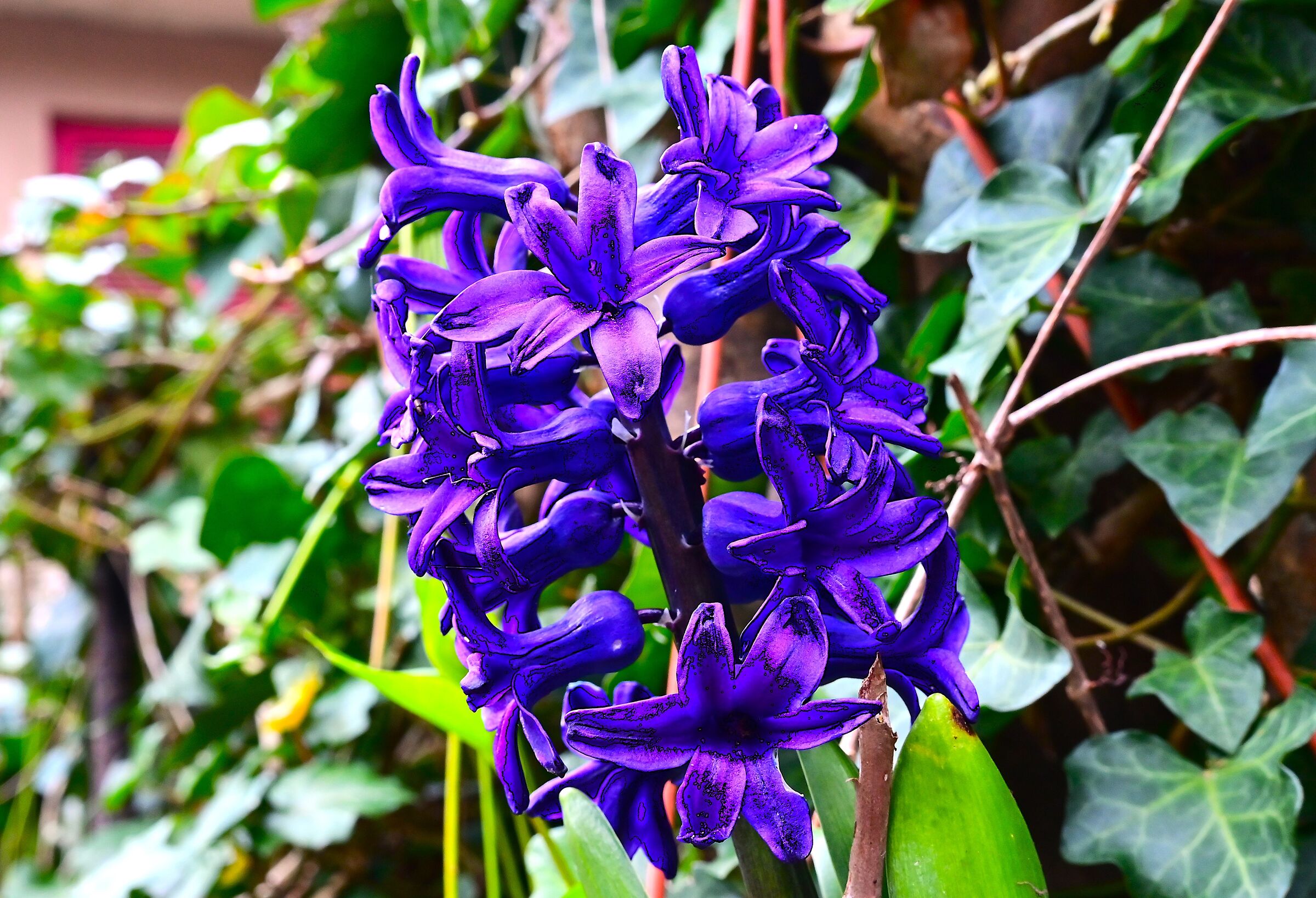 Hyacinth