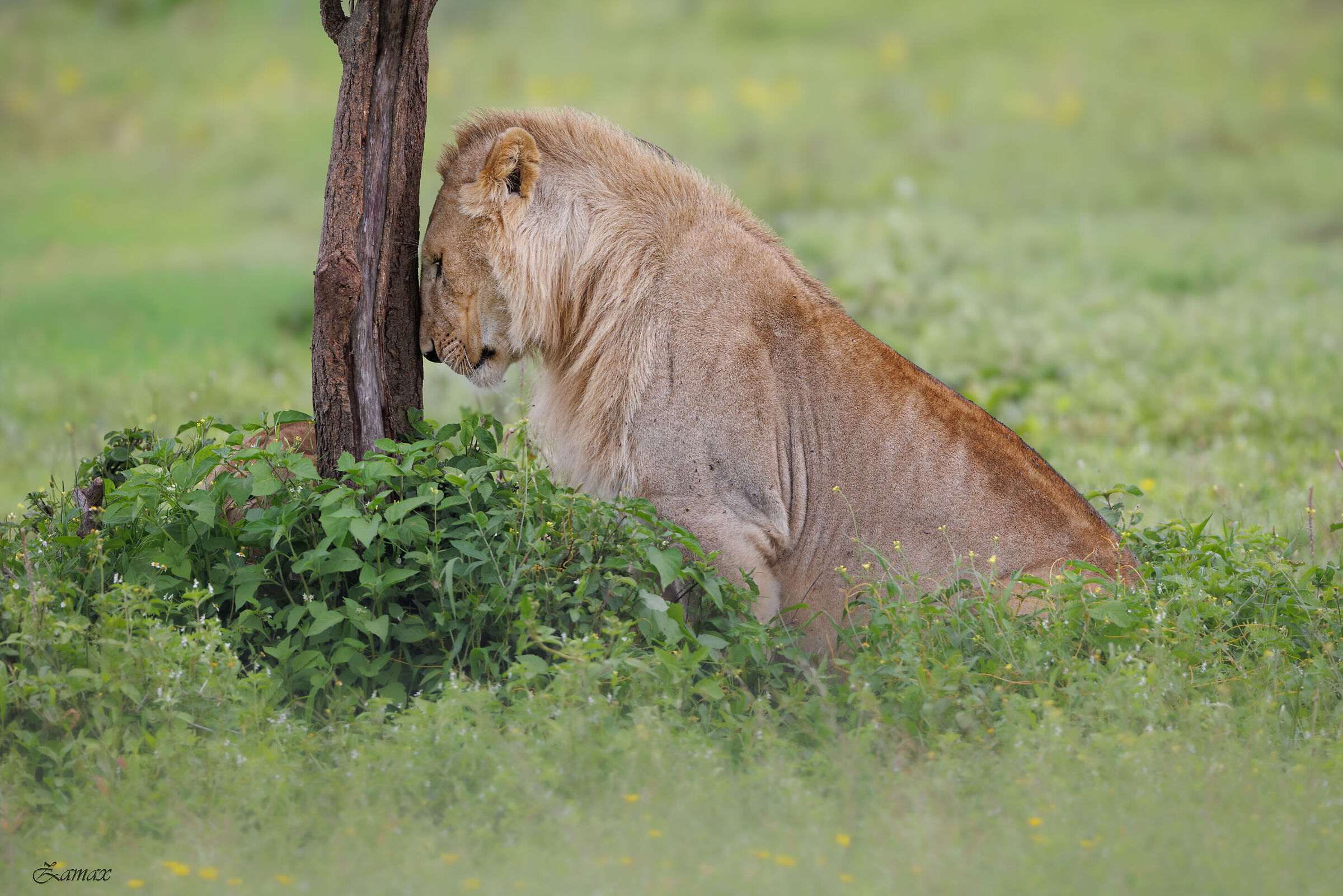 Young Lion
