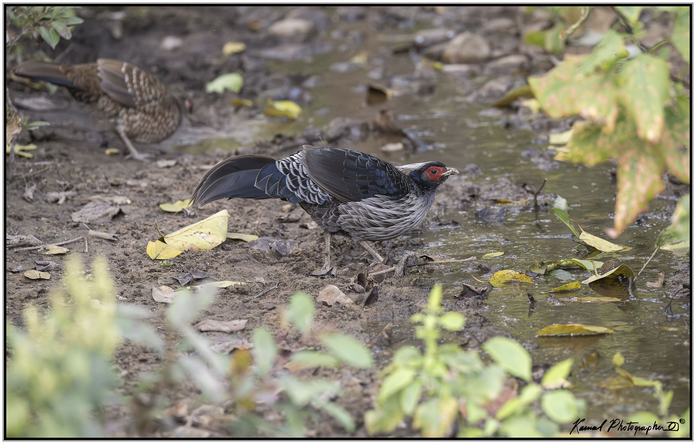Kalij pheasants (Lophura leucomelanos)