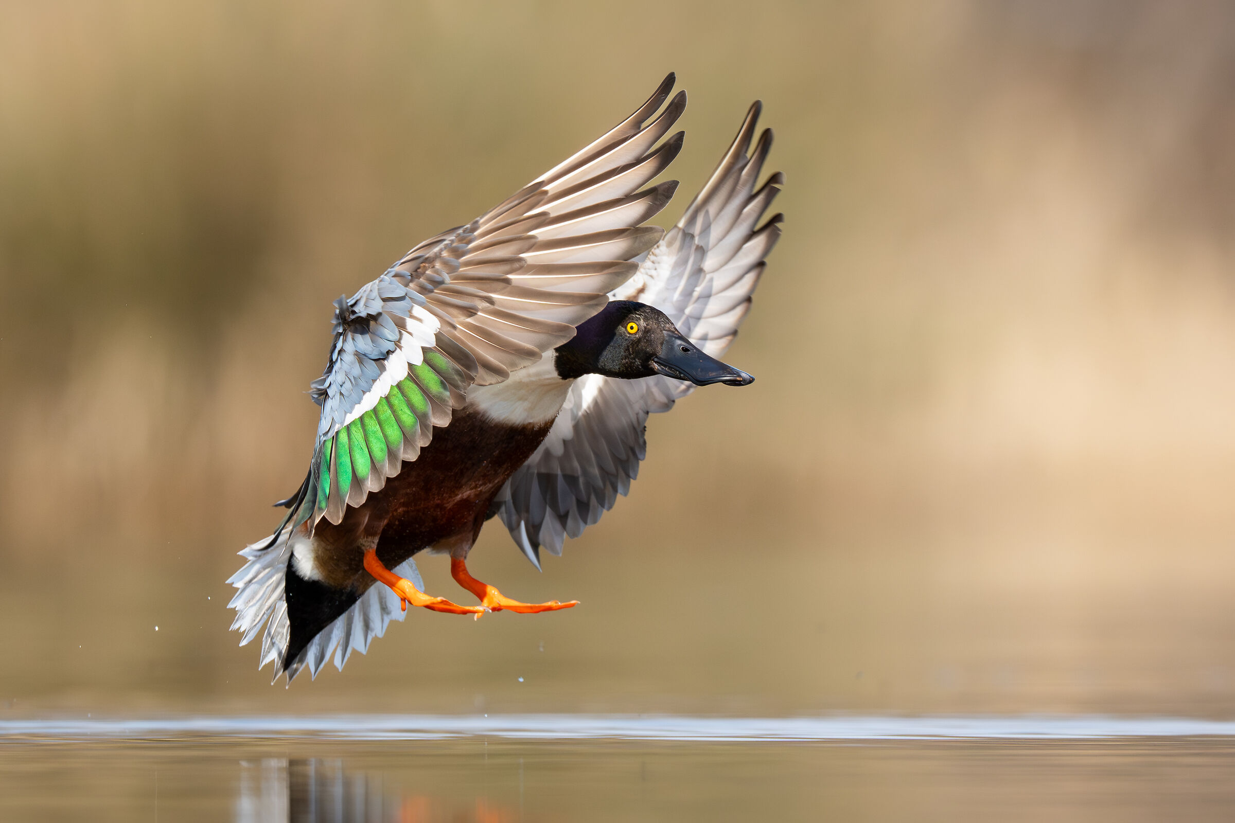 Shoveler (Spatula clypeata)