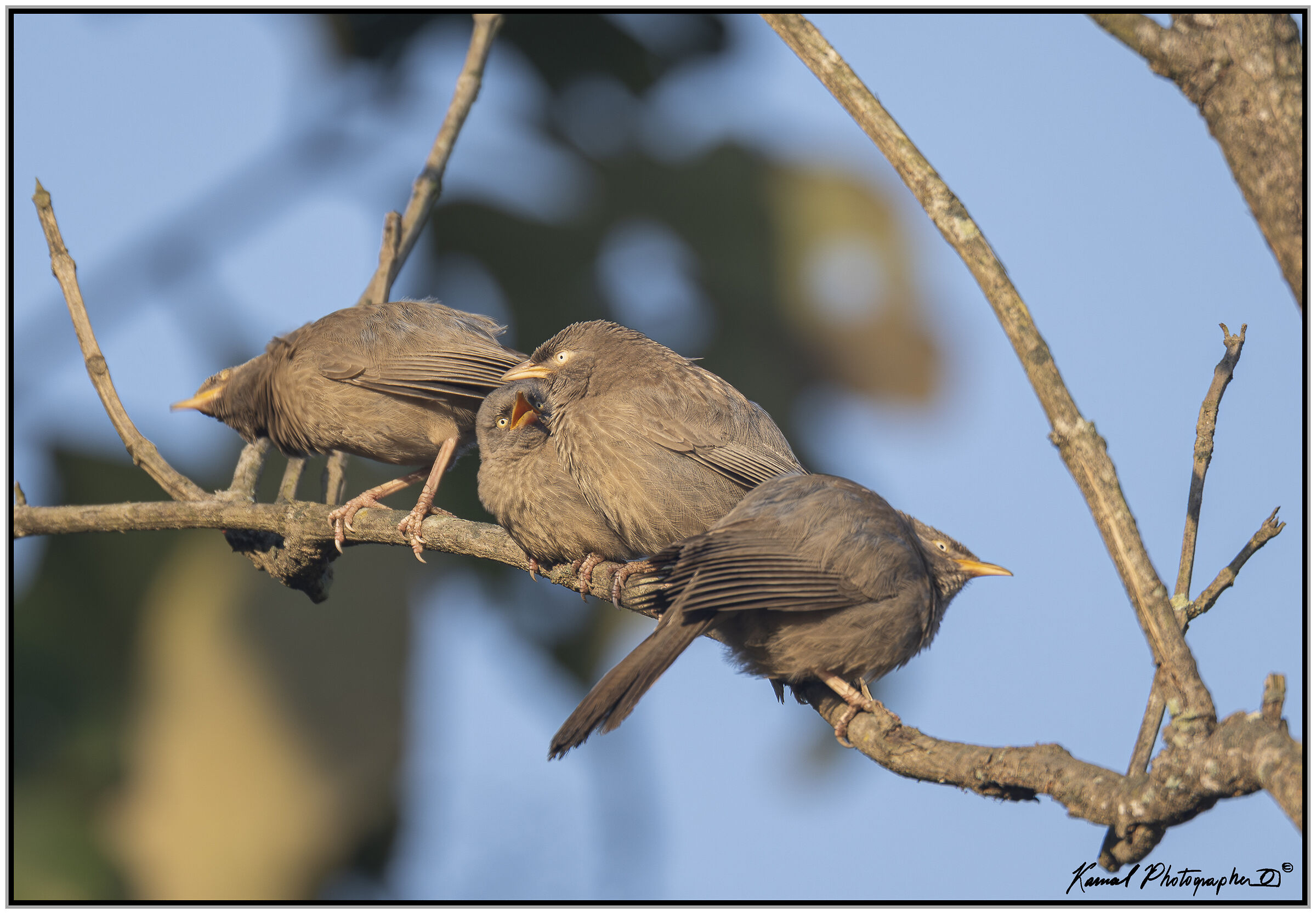 Jungle garrulous (Argya striata)