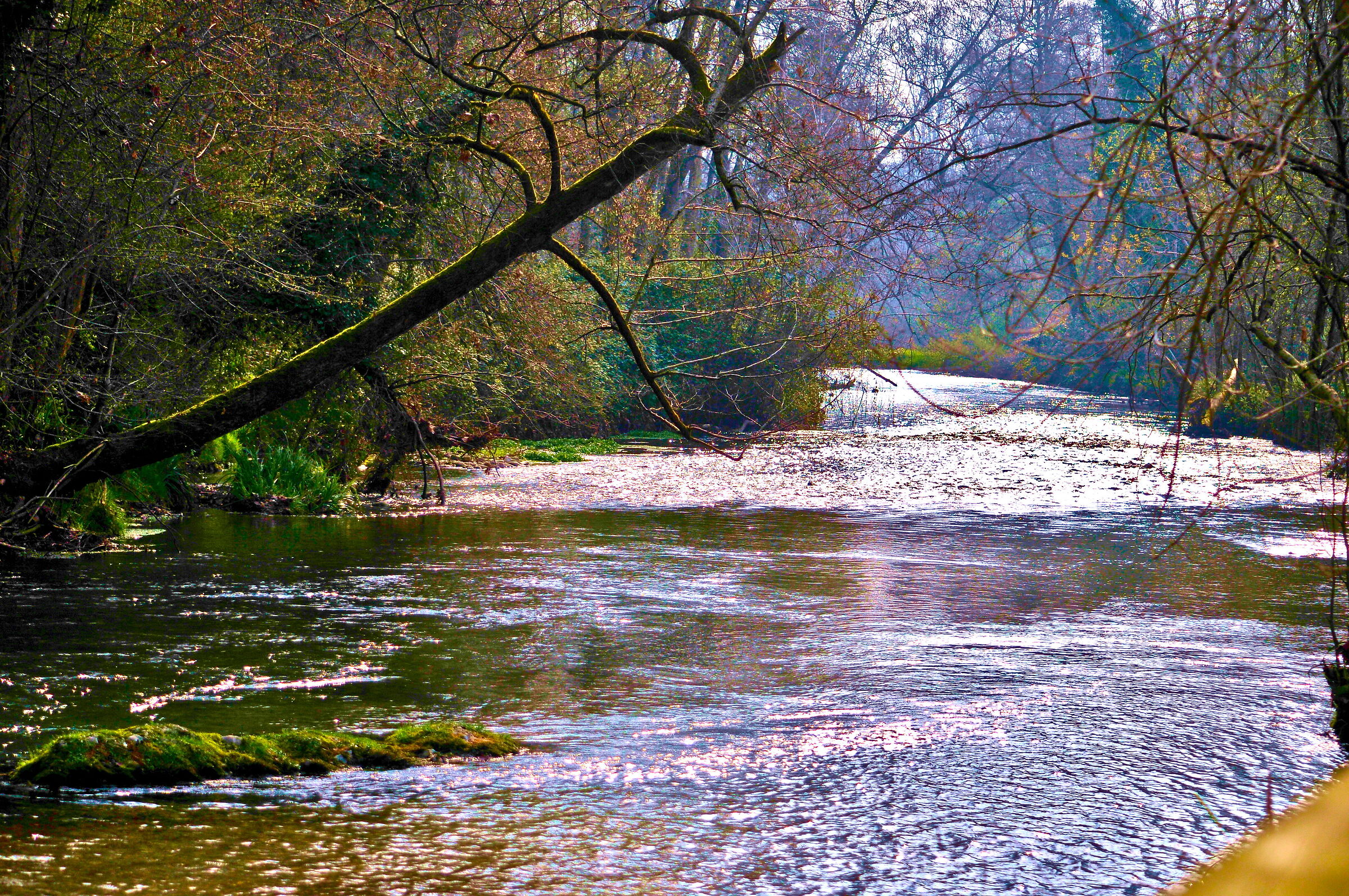 Stream at the edge of the forest