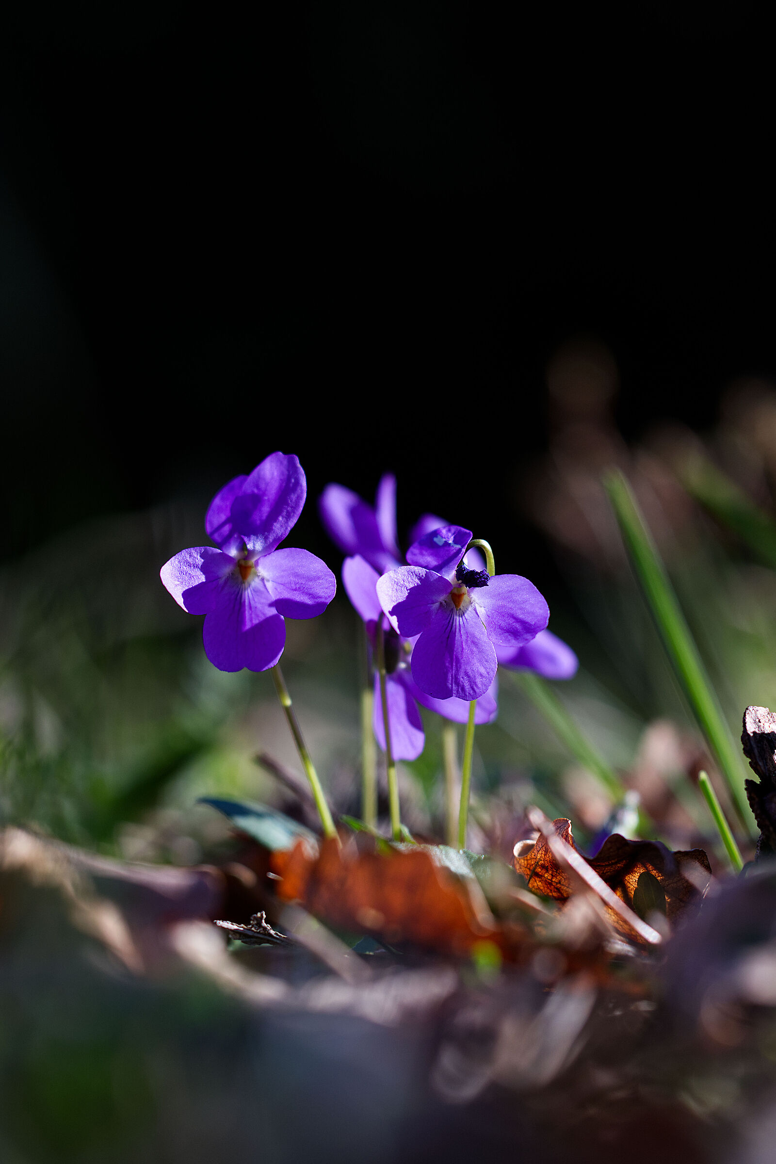 Viola