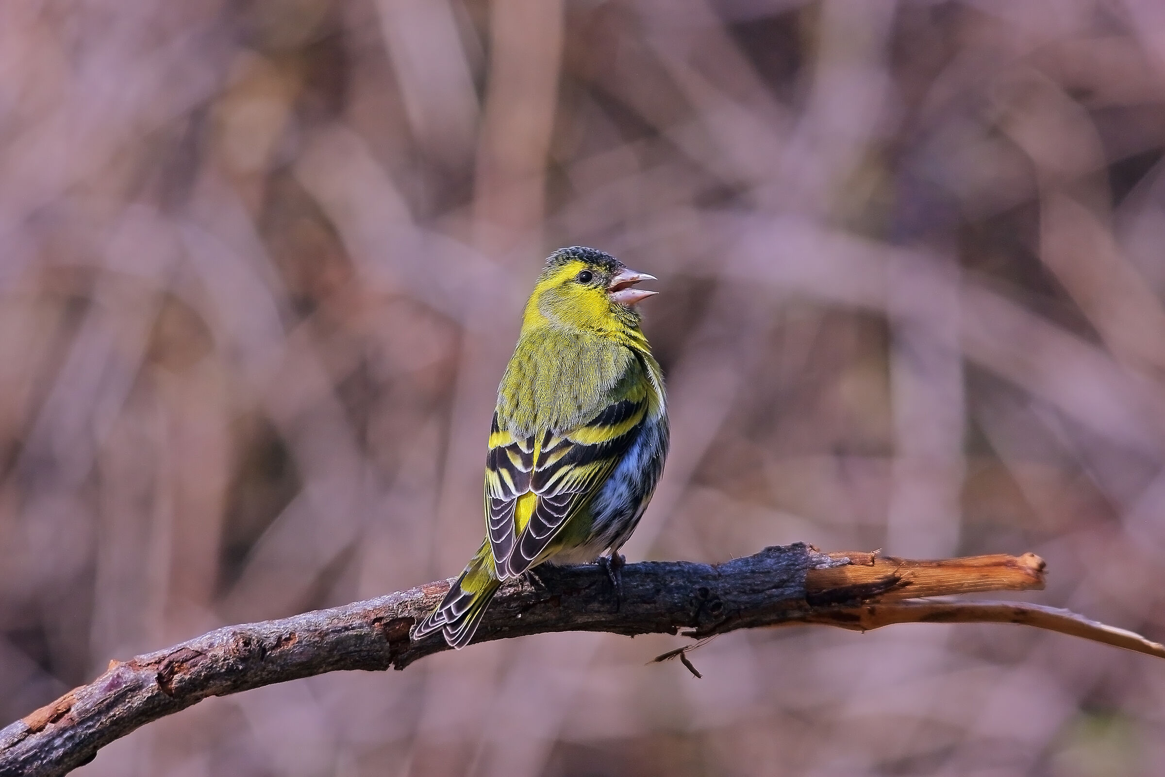 Male Siskine
