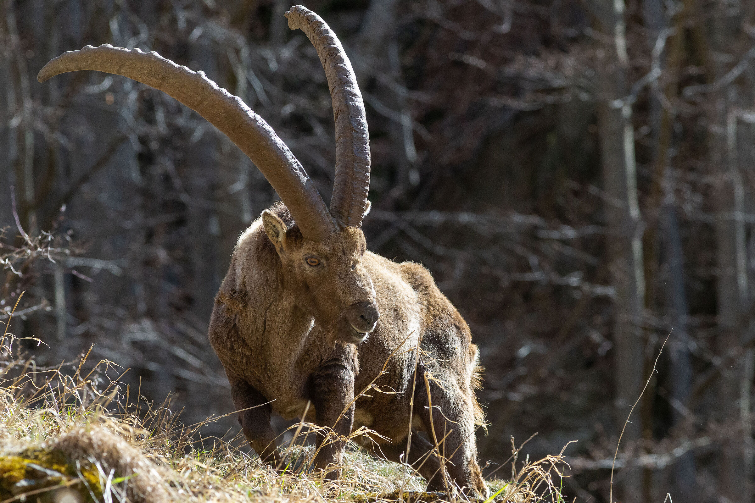 ibex
