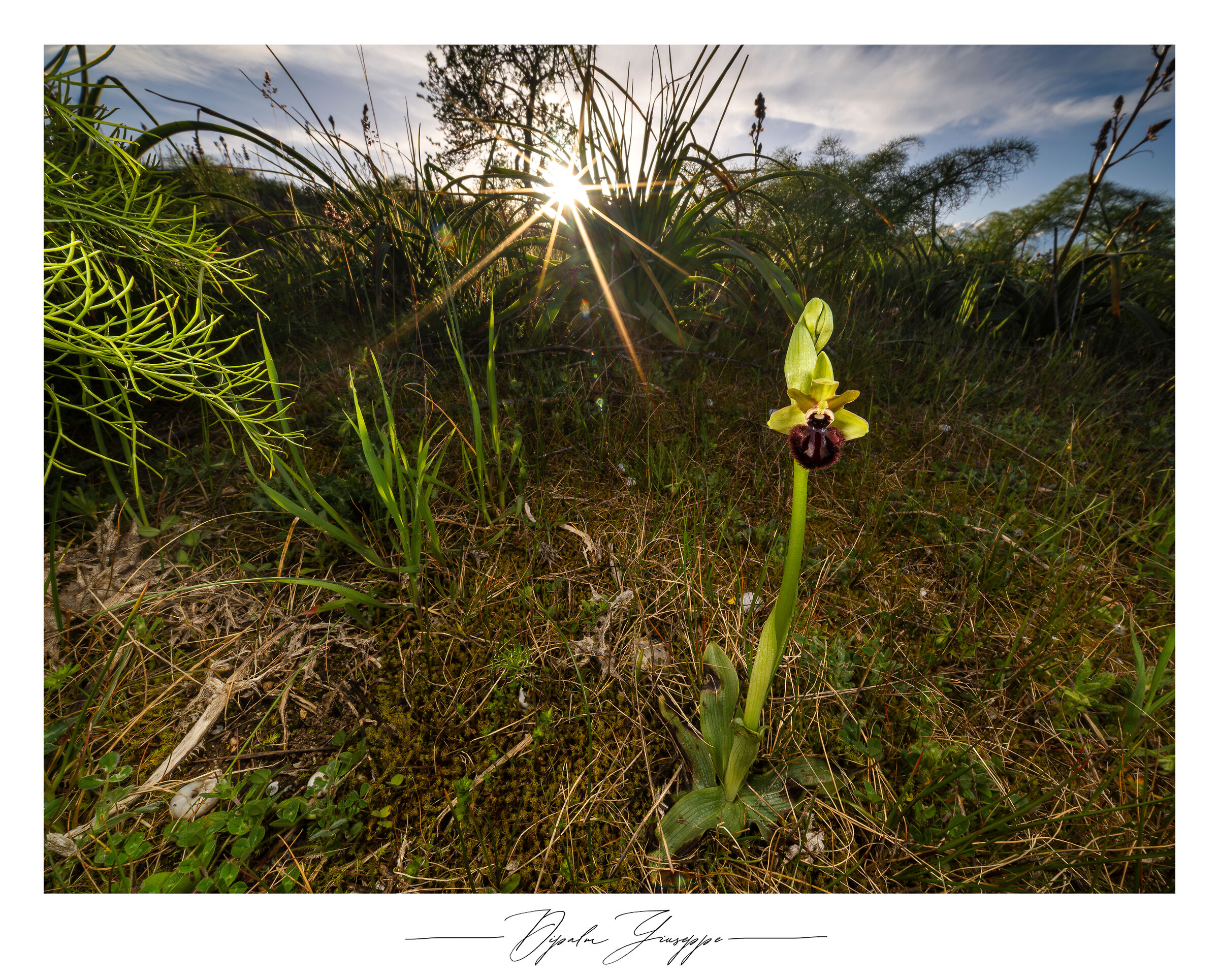 Ophrys incubacea sunset