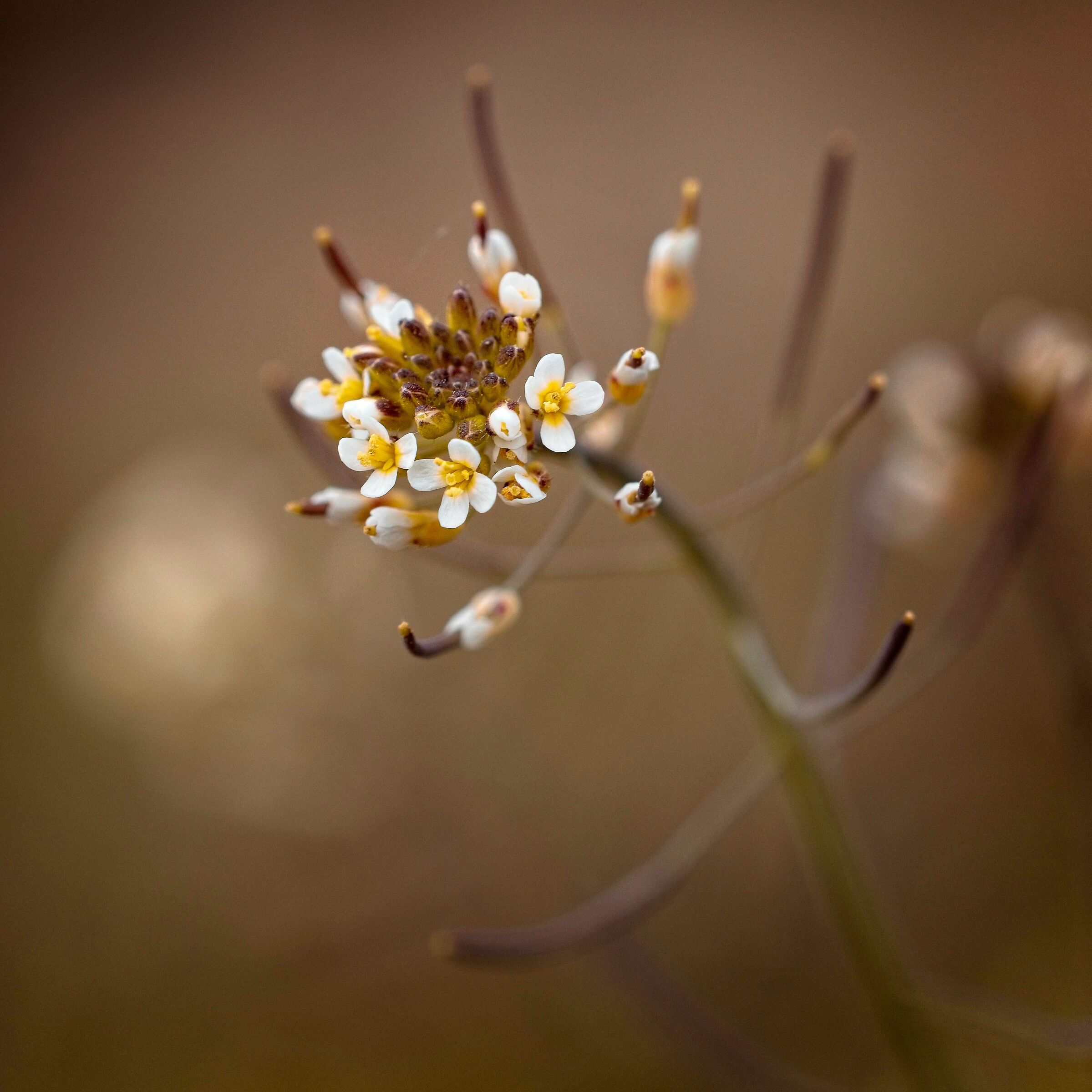 Cardamine hirsuta