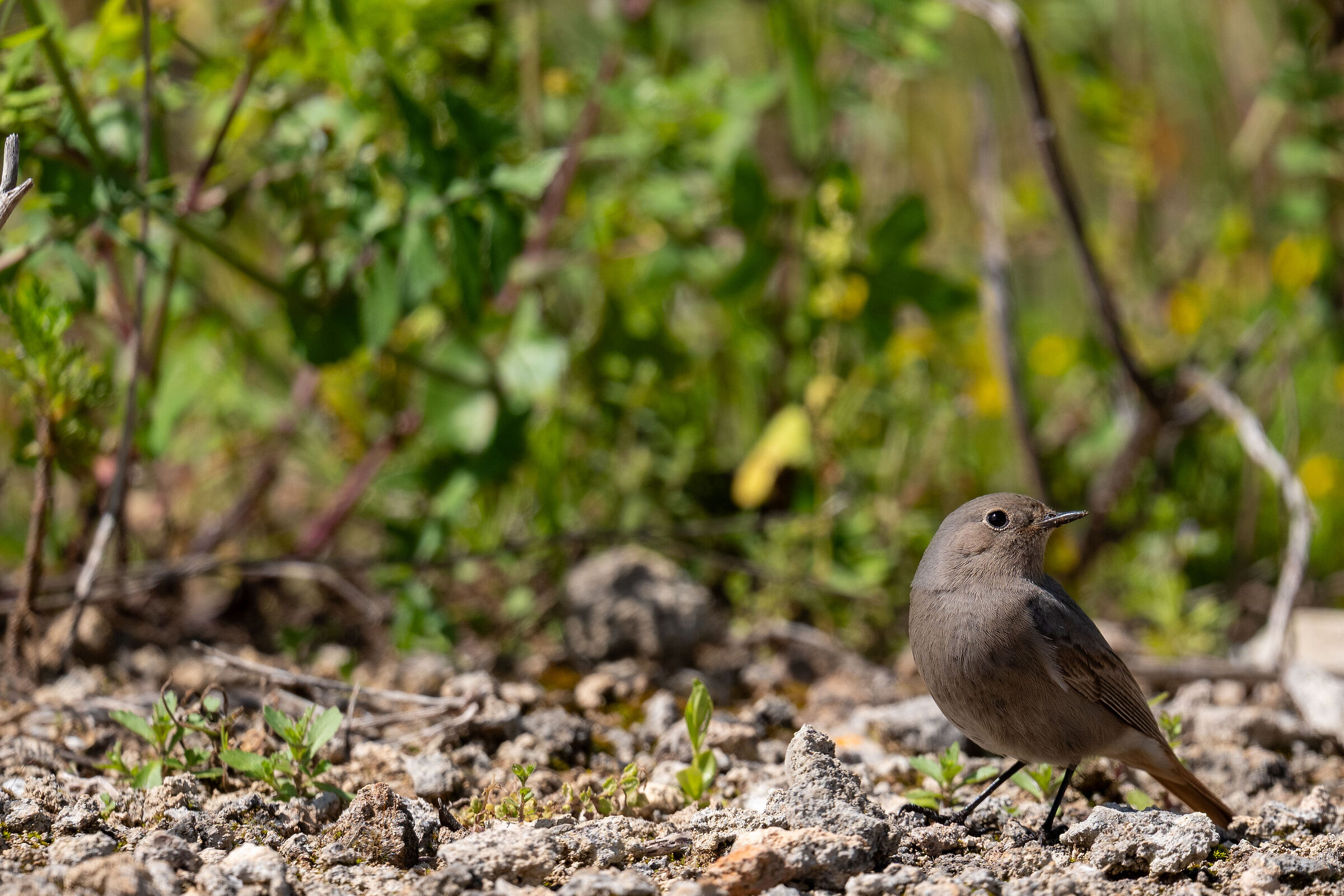 Chimney Sweep Redstart
