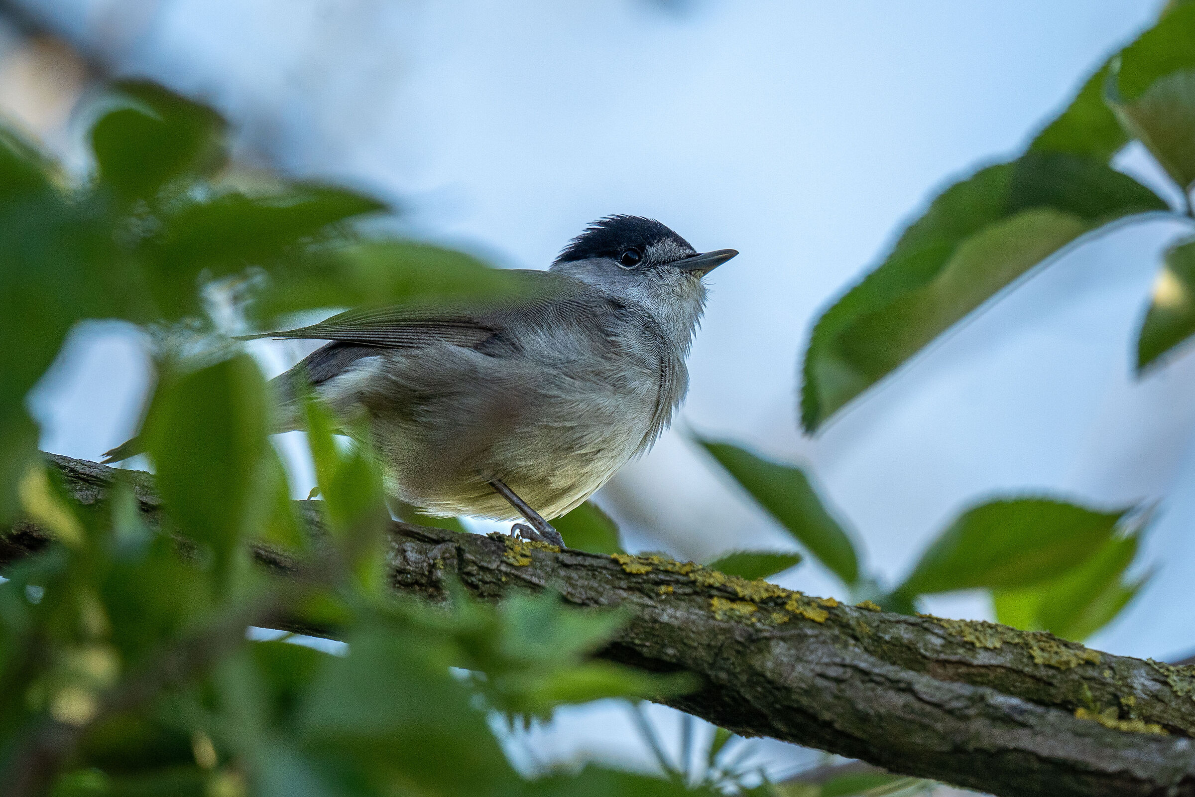 Blackcap