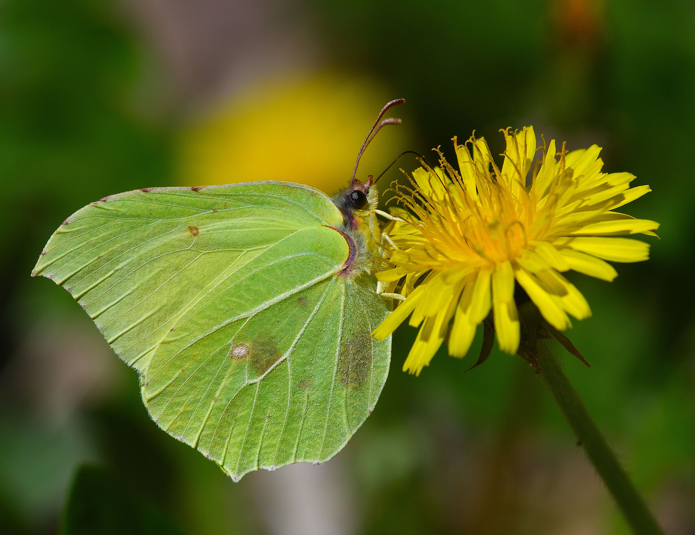 Gonepterix Rhamni female