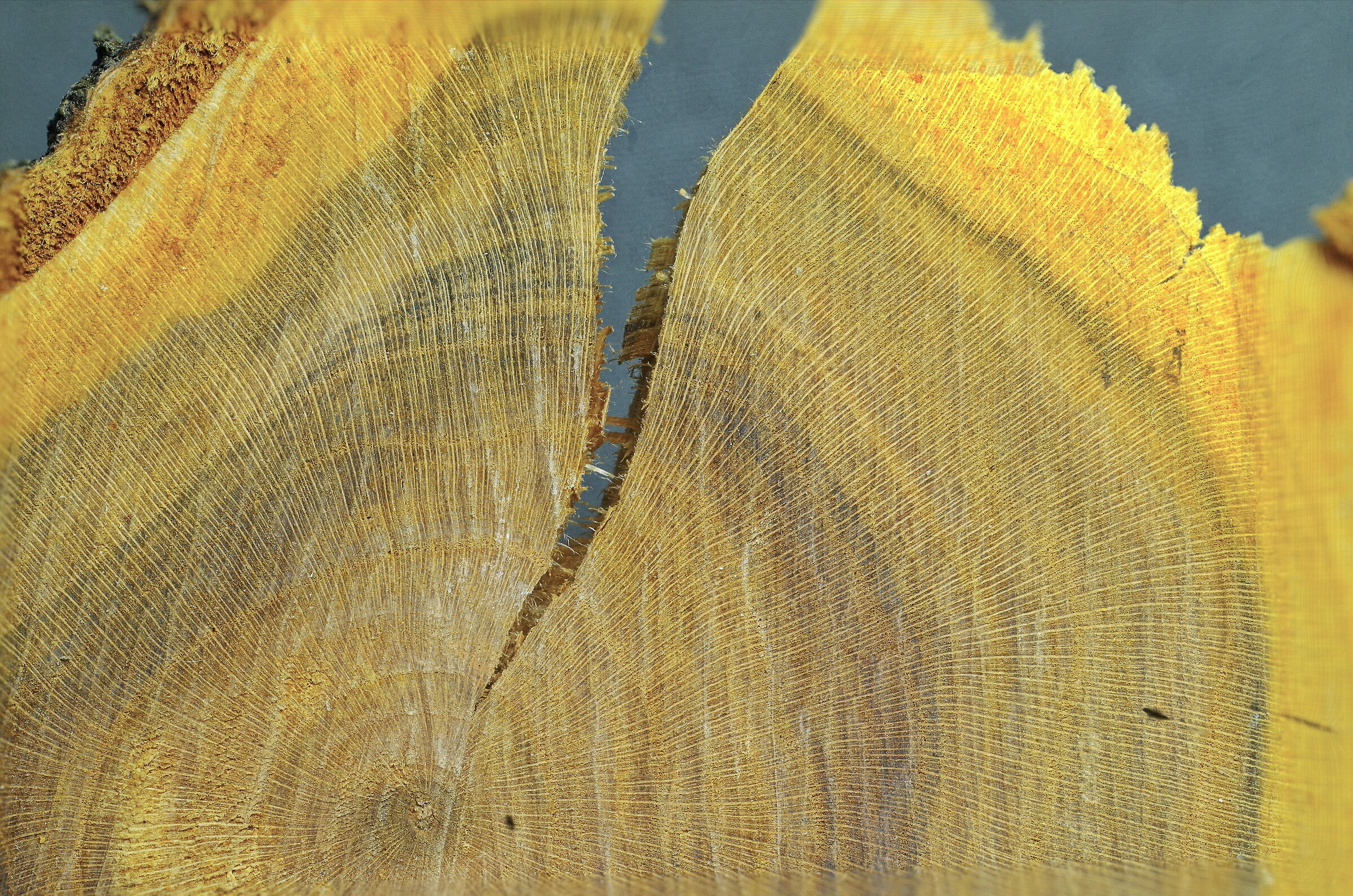 Cross-section of a tree trunk