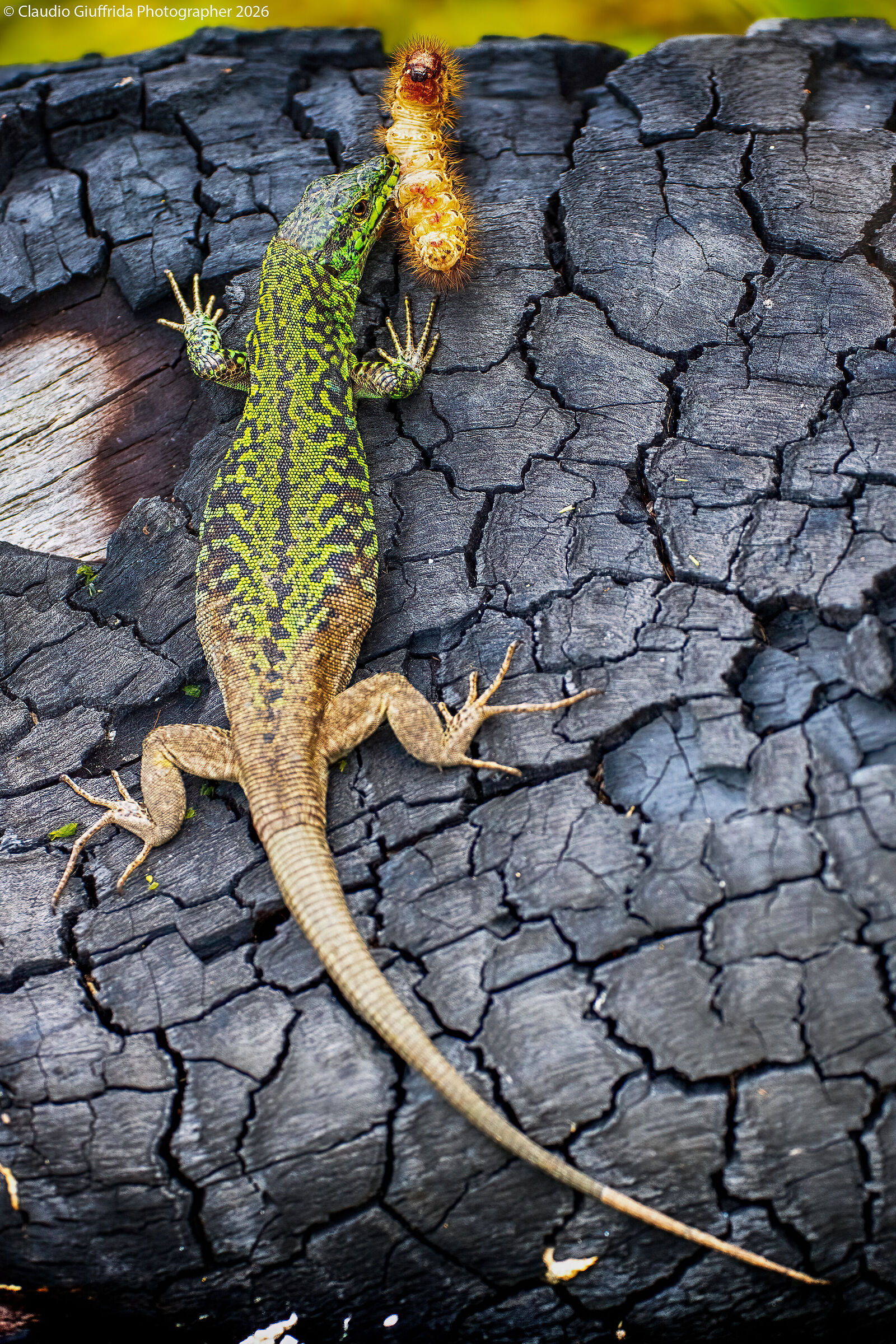 Predator and prey