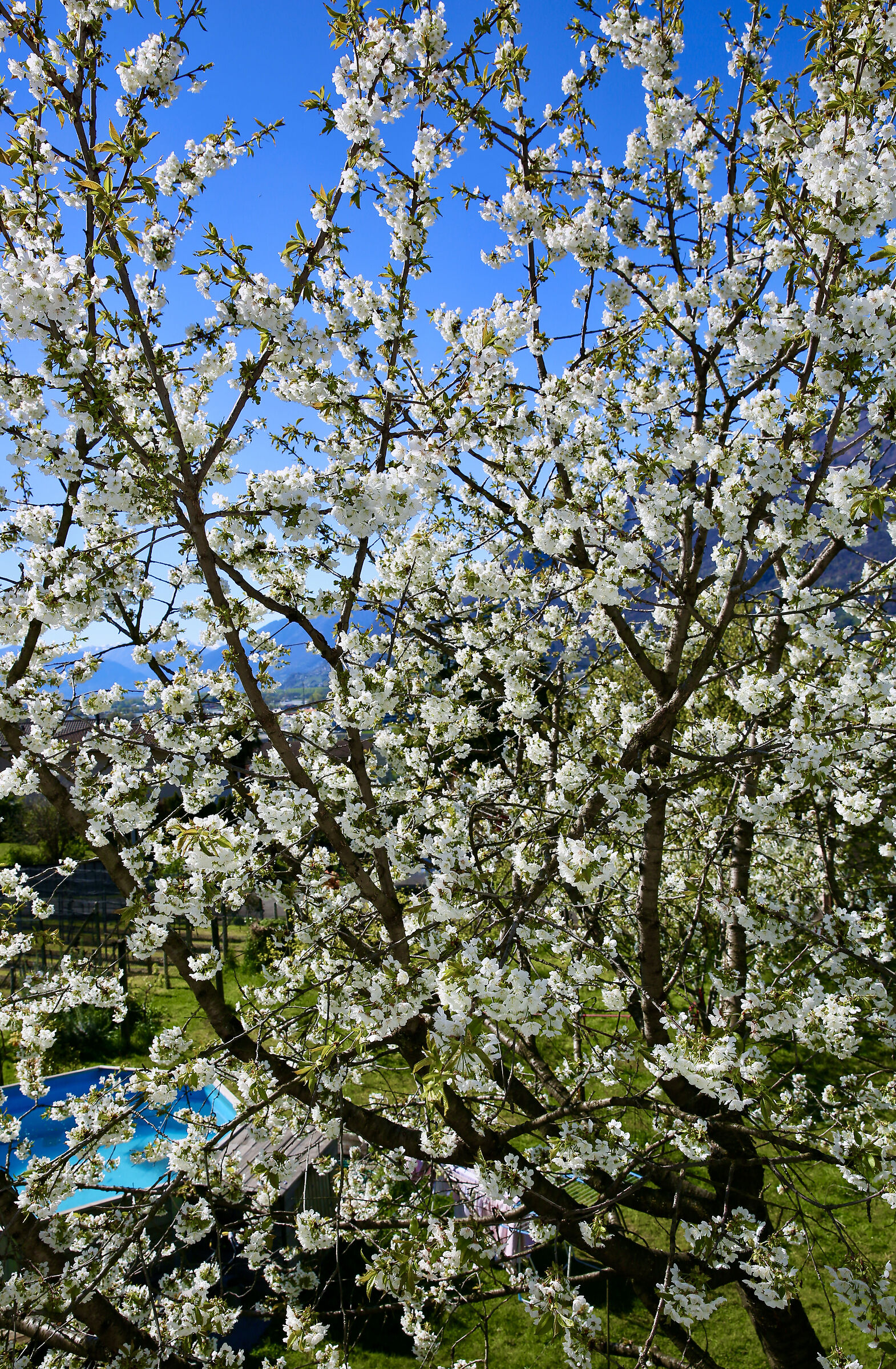 April 4, 2026 - cherry blossom!