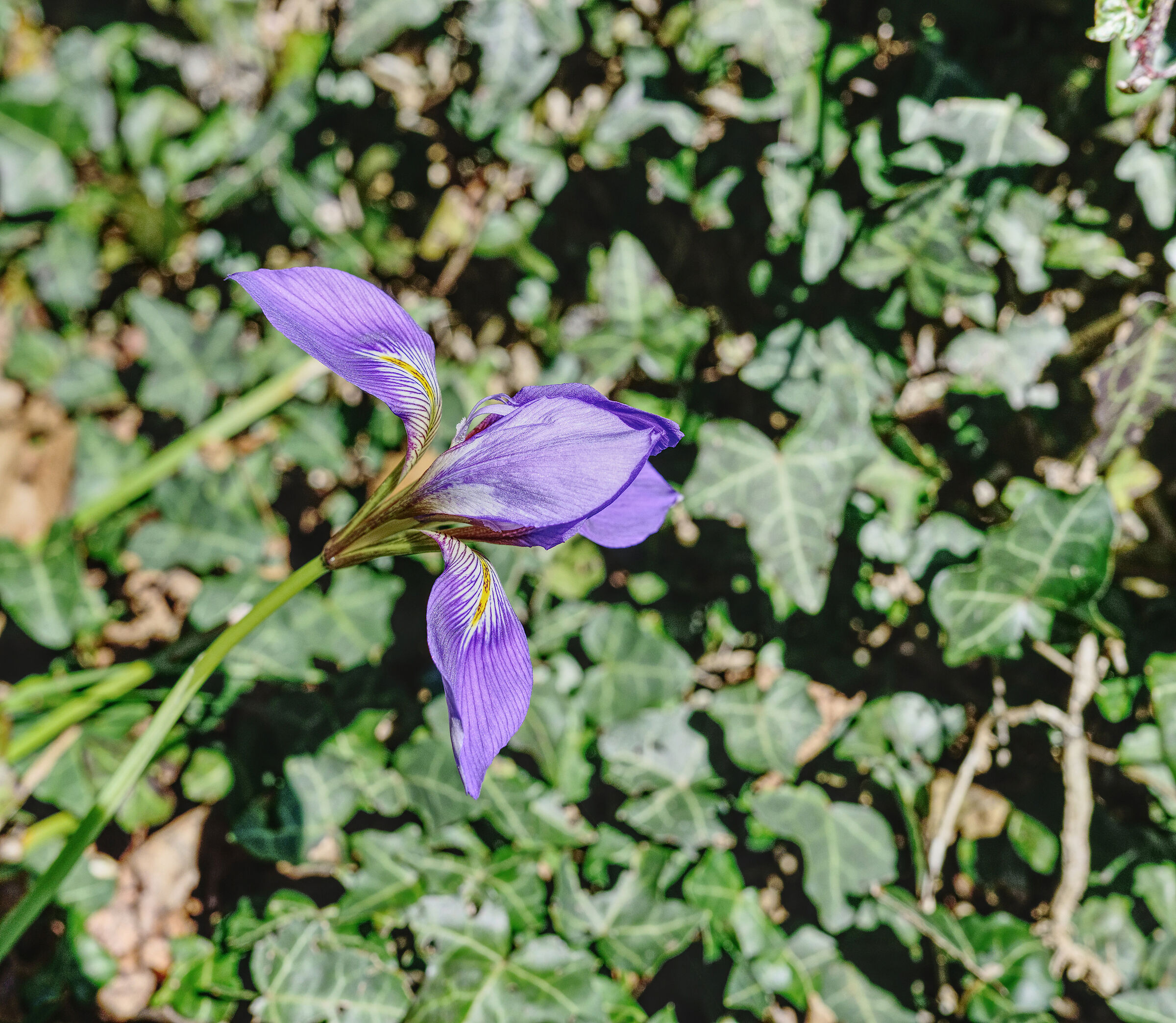 Iris unguicularis poir