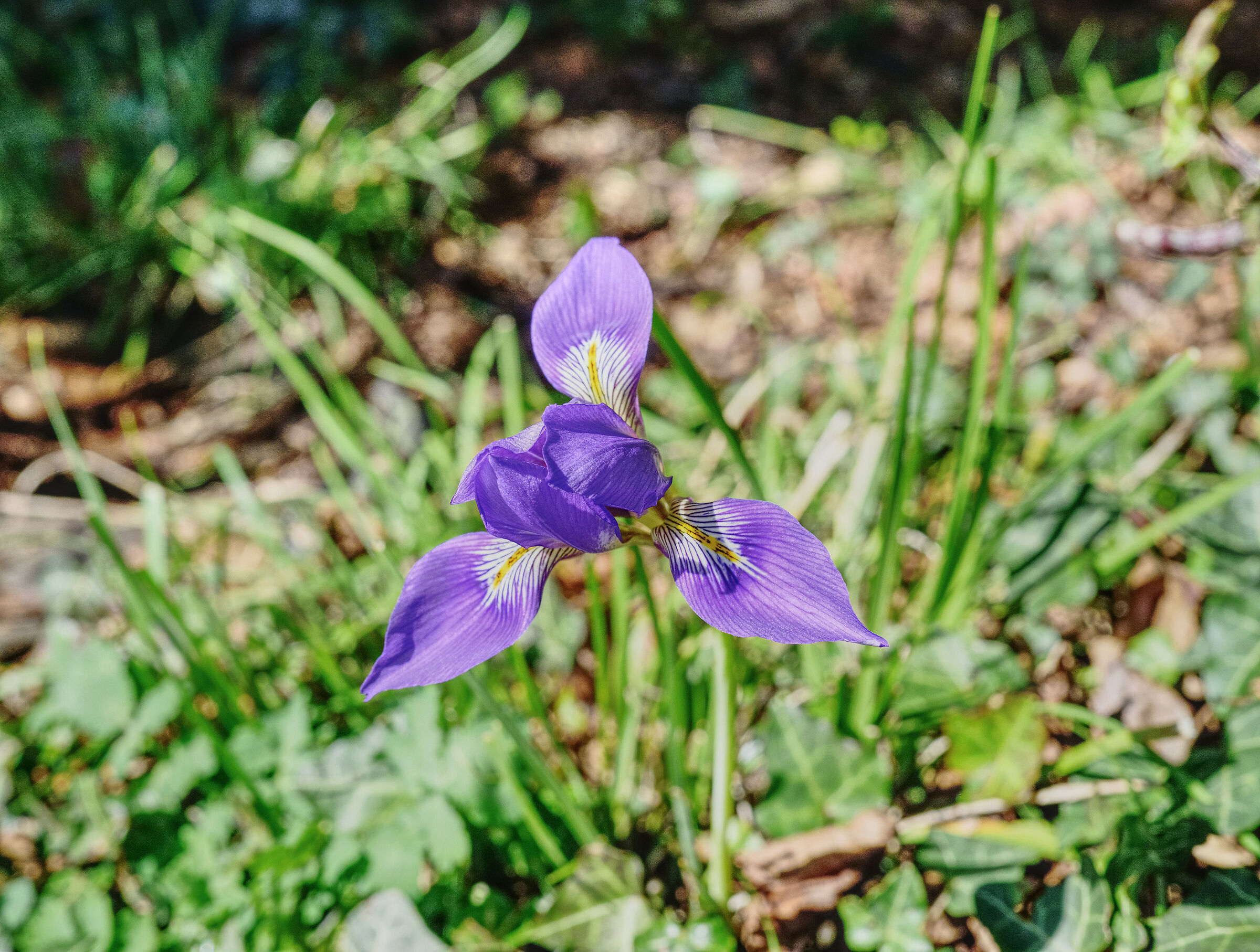 Iris unguicularis poir