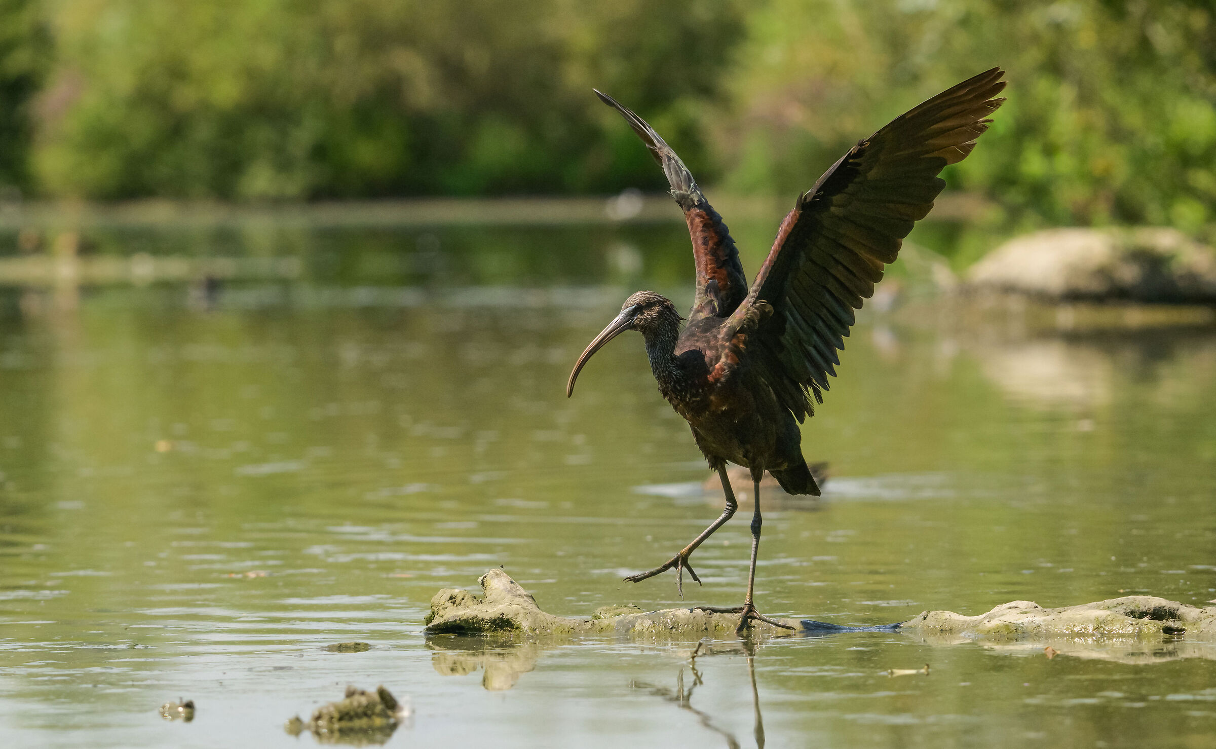 Glossy ibis
