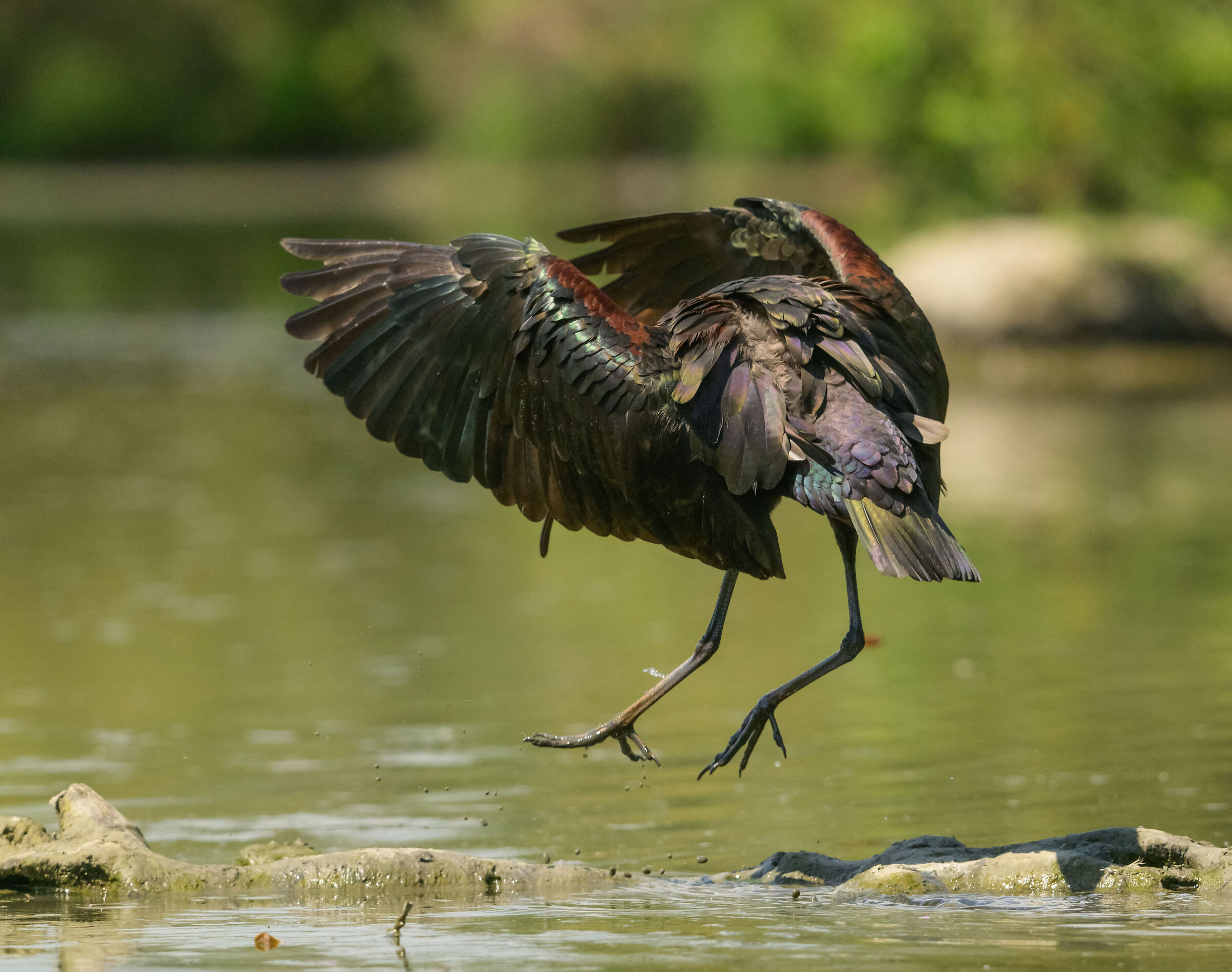 Glossy ibis