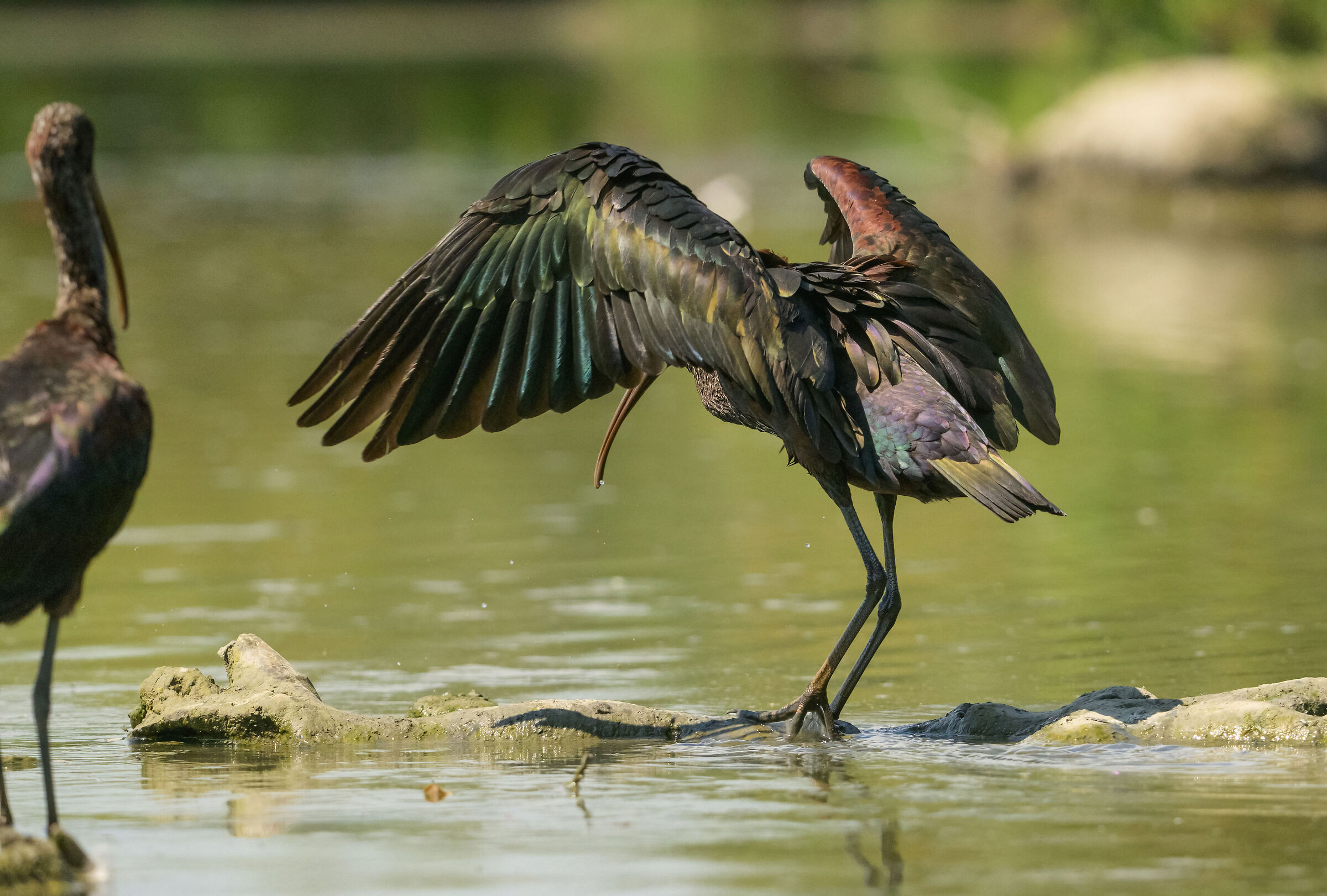 Glossy ibis