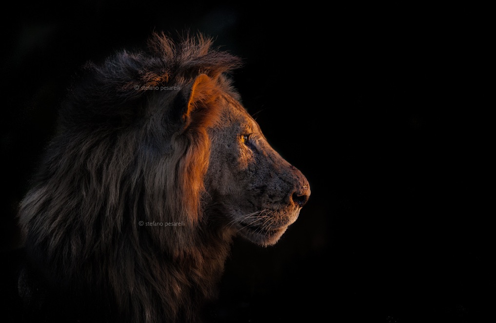 Zambia (South Luangwa National Park). Lion
