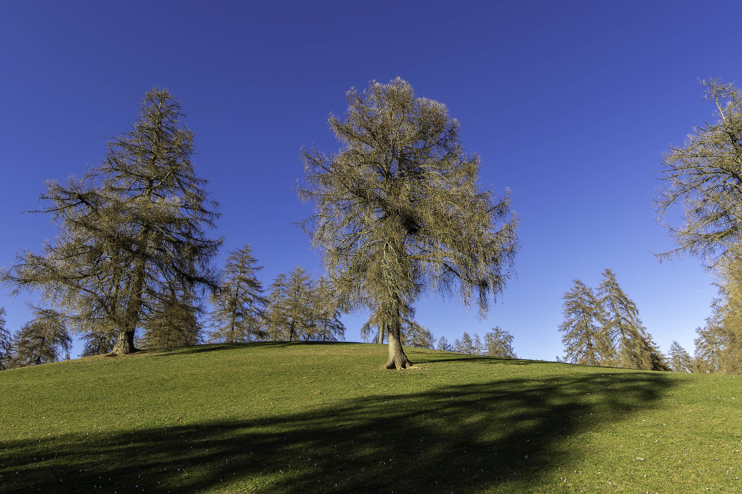Life tree