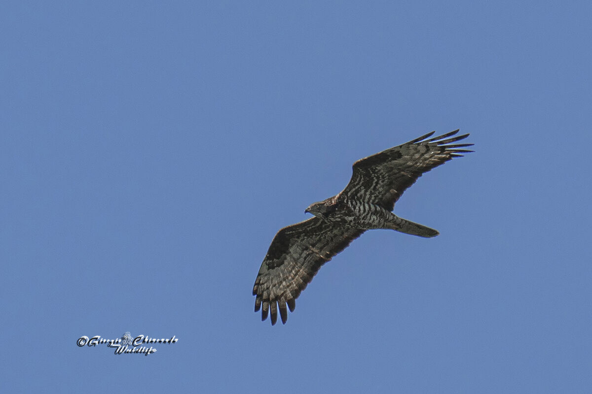 Honey Buzzard (Pernis apivorus)
