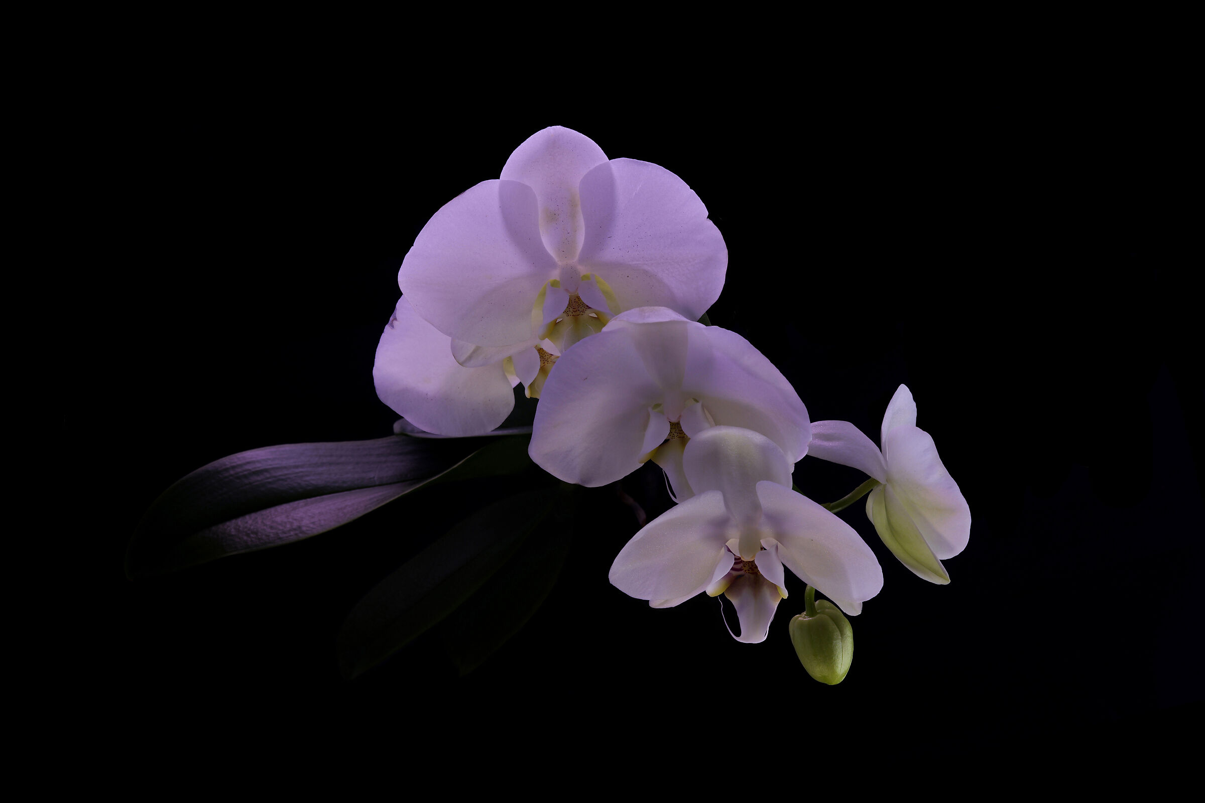 Stephanotis