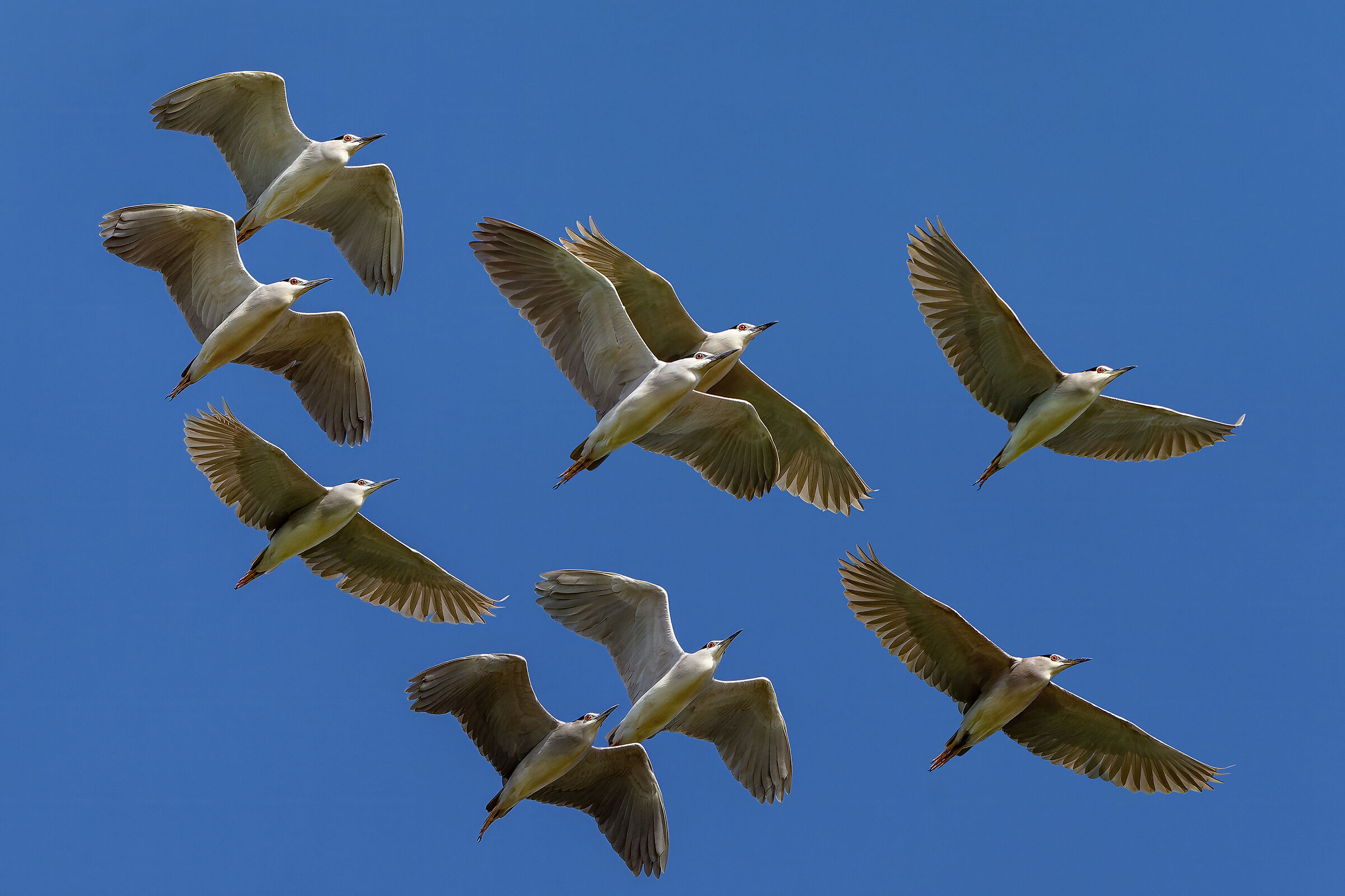 Migrating night heron