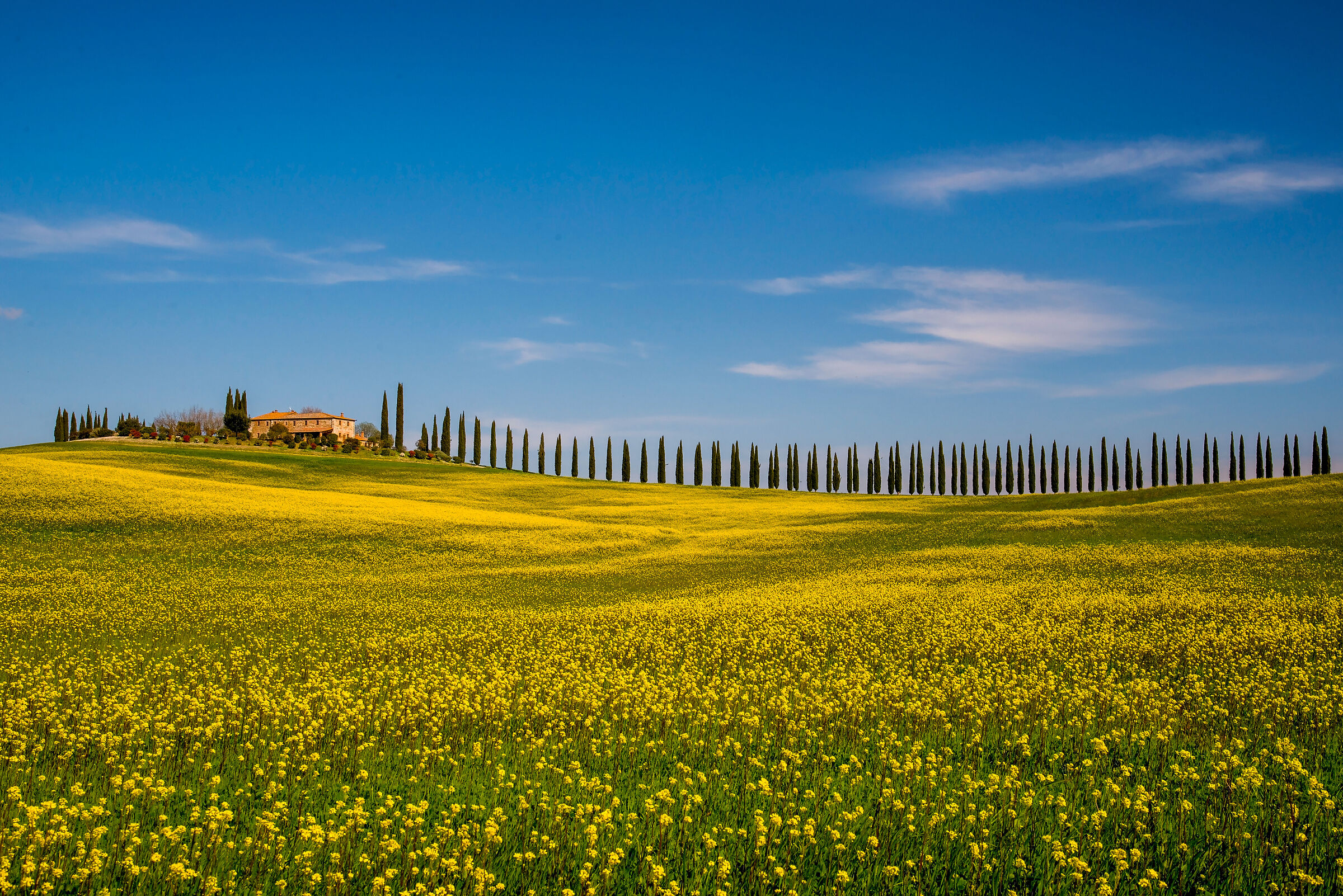 A sea of yellow.