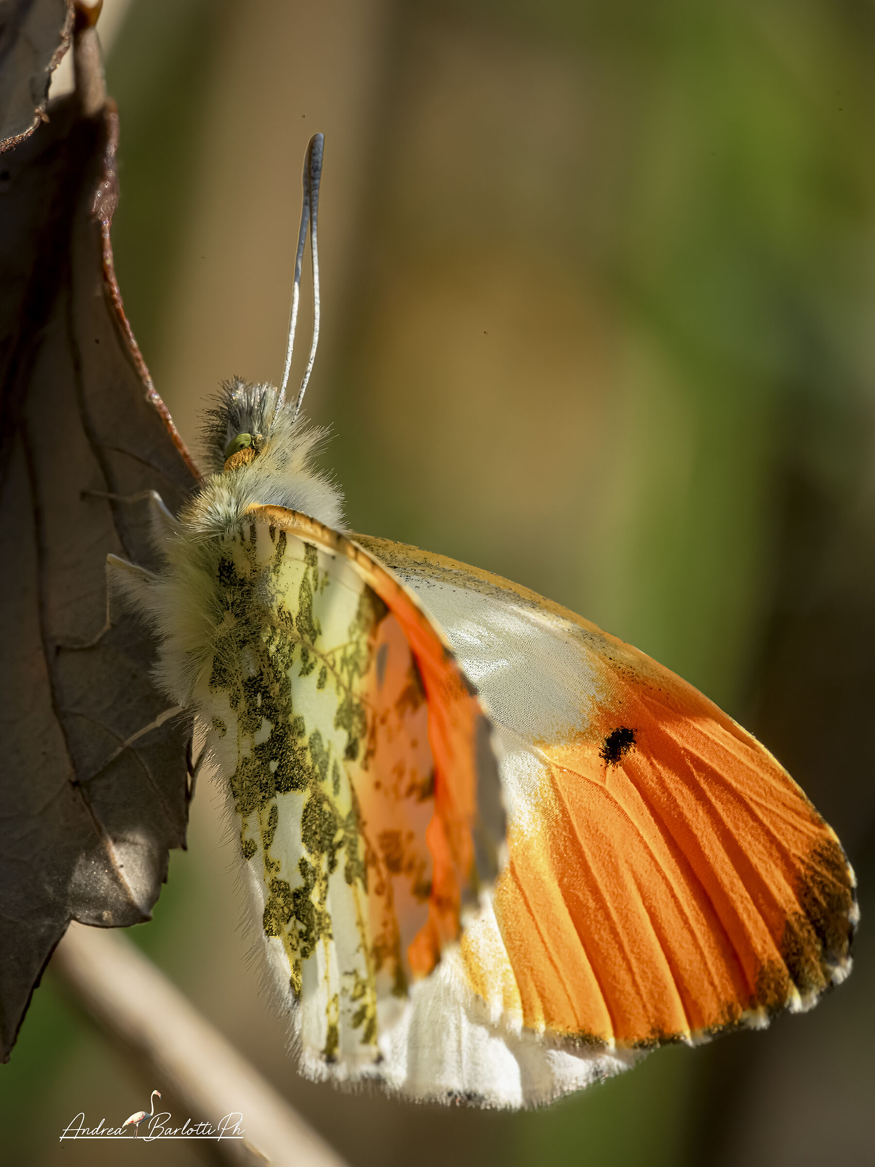 Anthocharis cardamines  M.