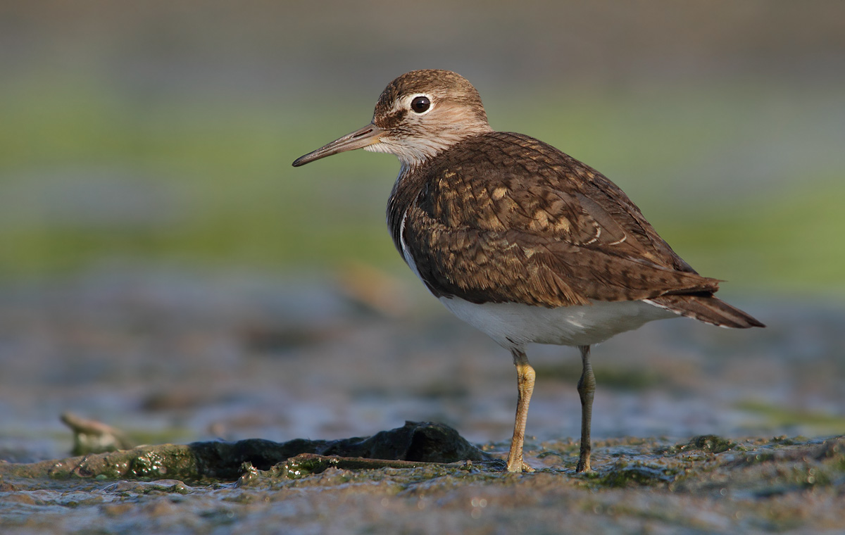 Common Sandpiper
