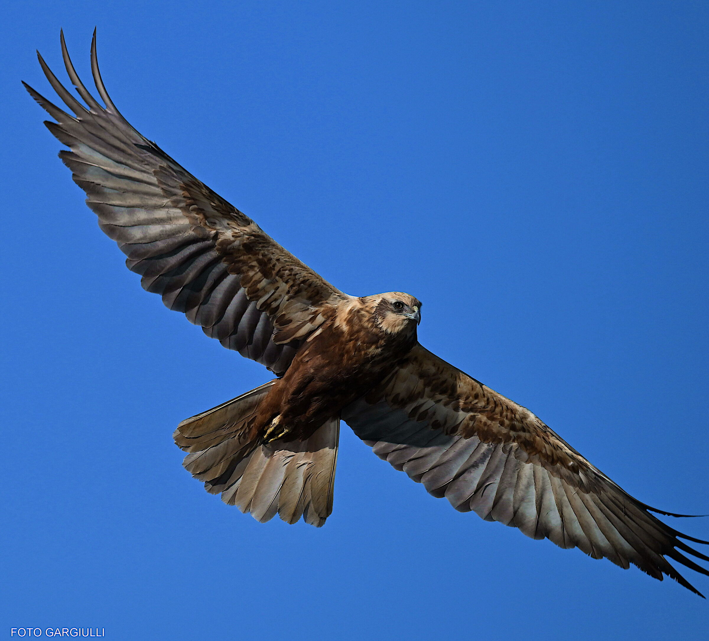 Female Marsh Harrier