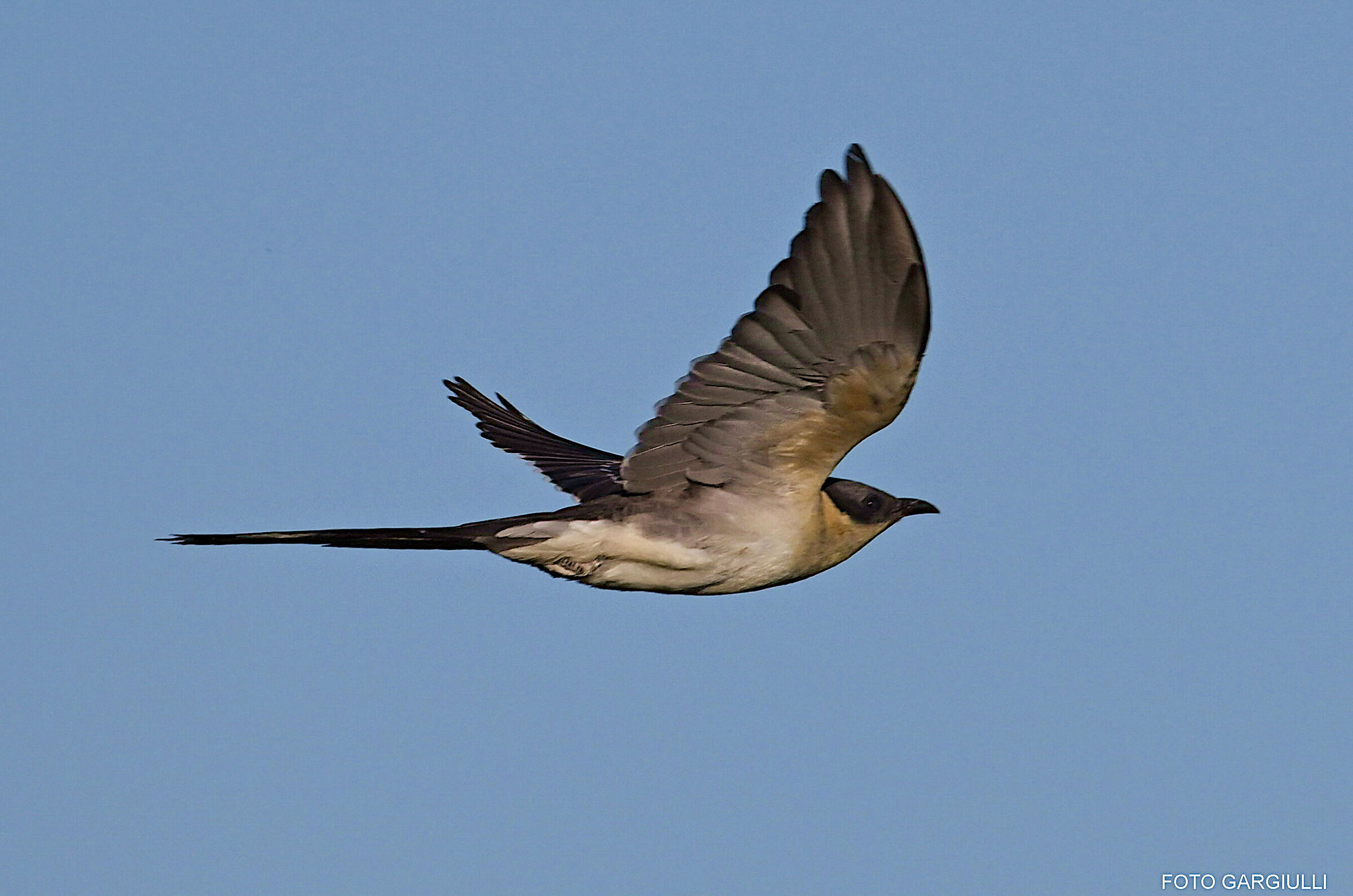 Tufted cuckoo