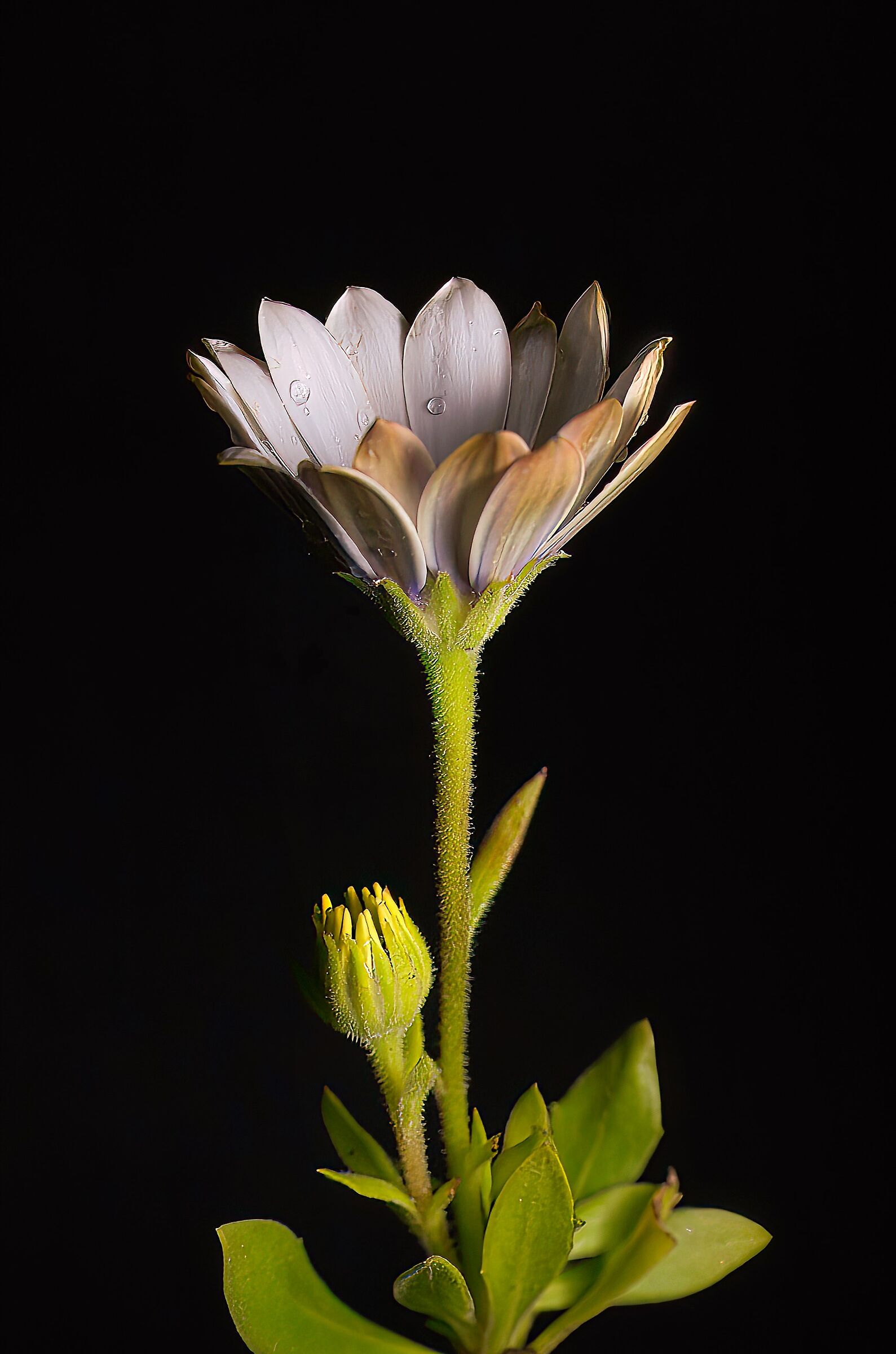Margherita africana