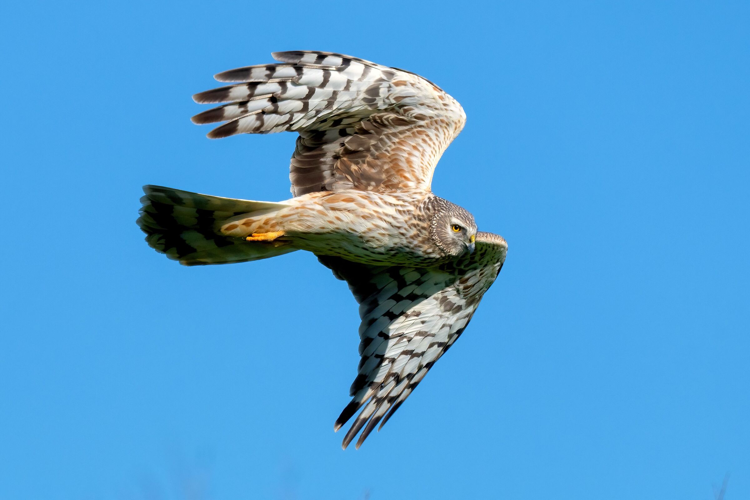 Hen Harrier (Circus cyaneus) female