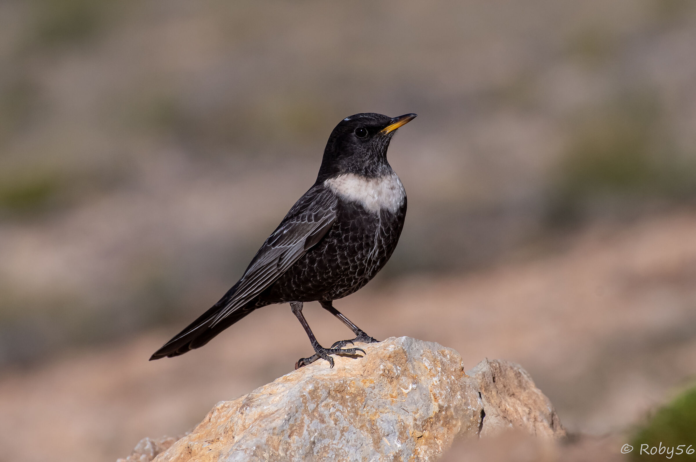 Blackbird with a collar..