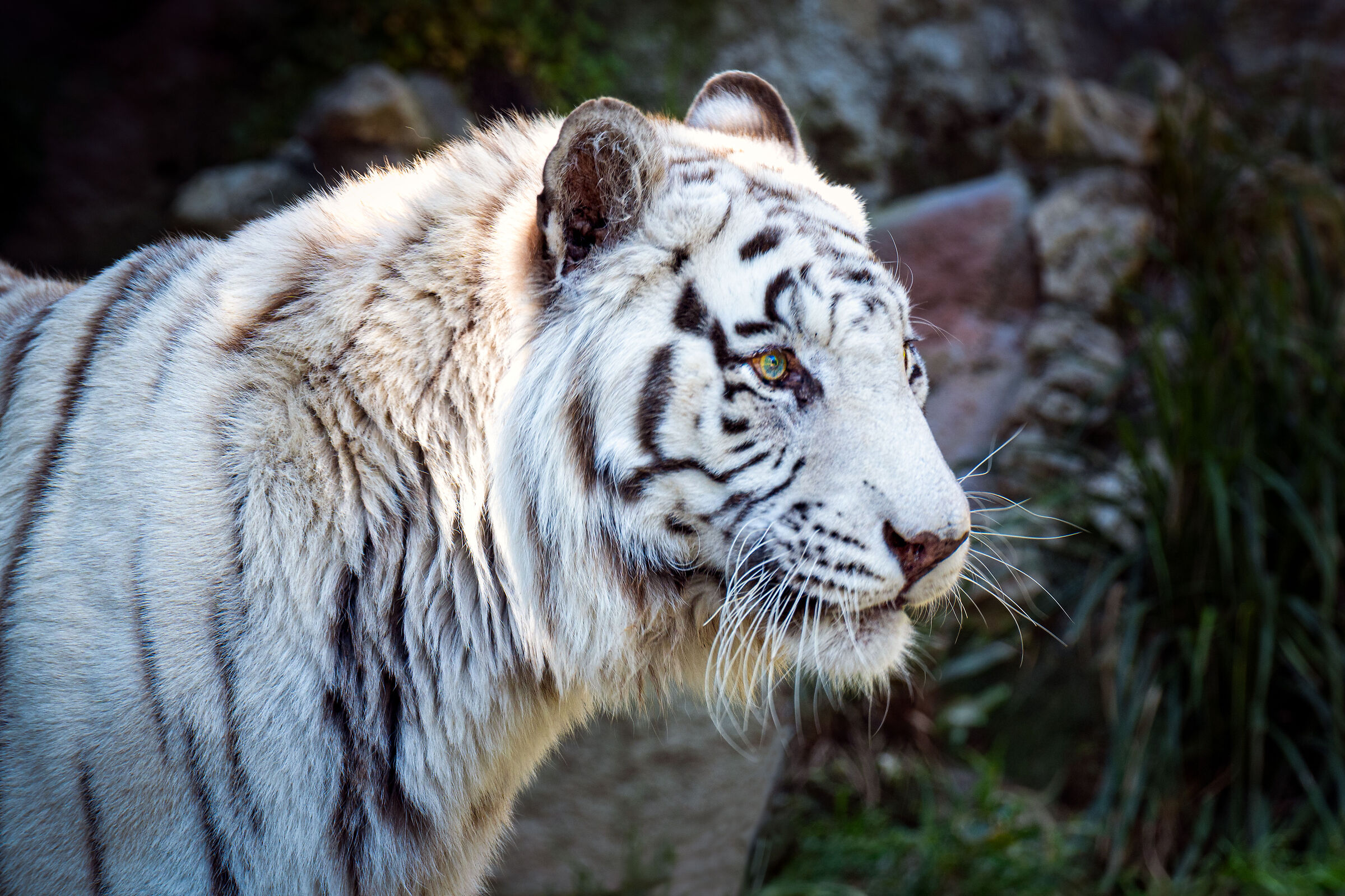 Tigre bianca del Bengala