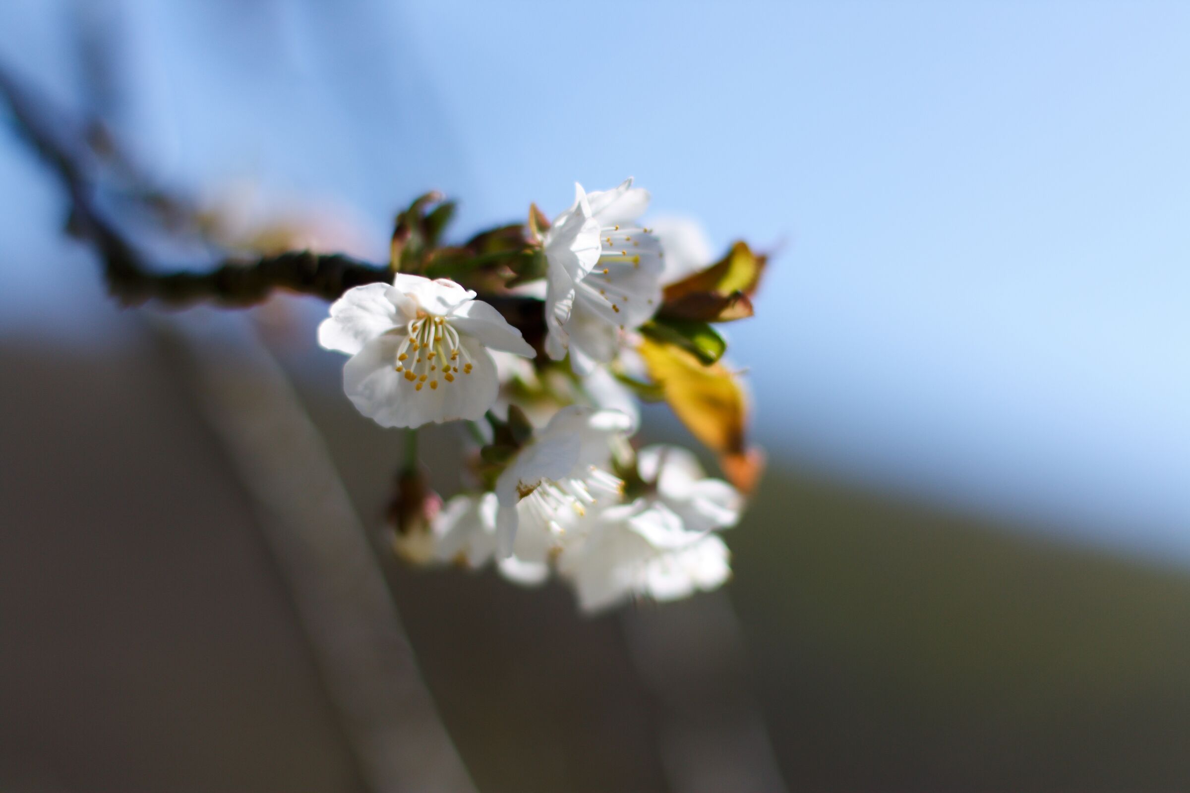 Fiori