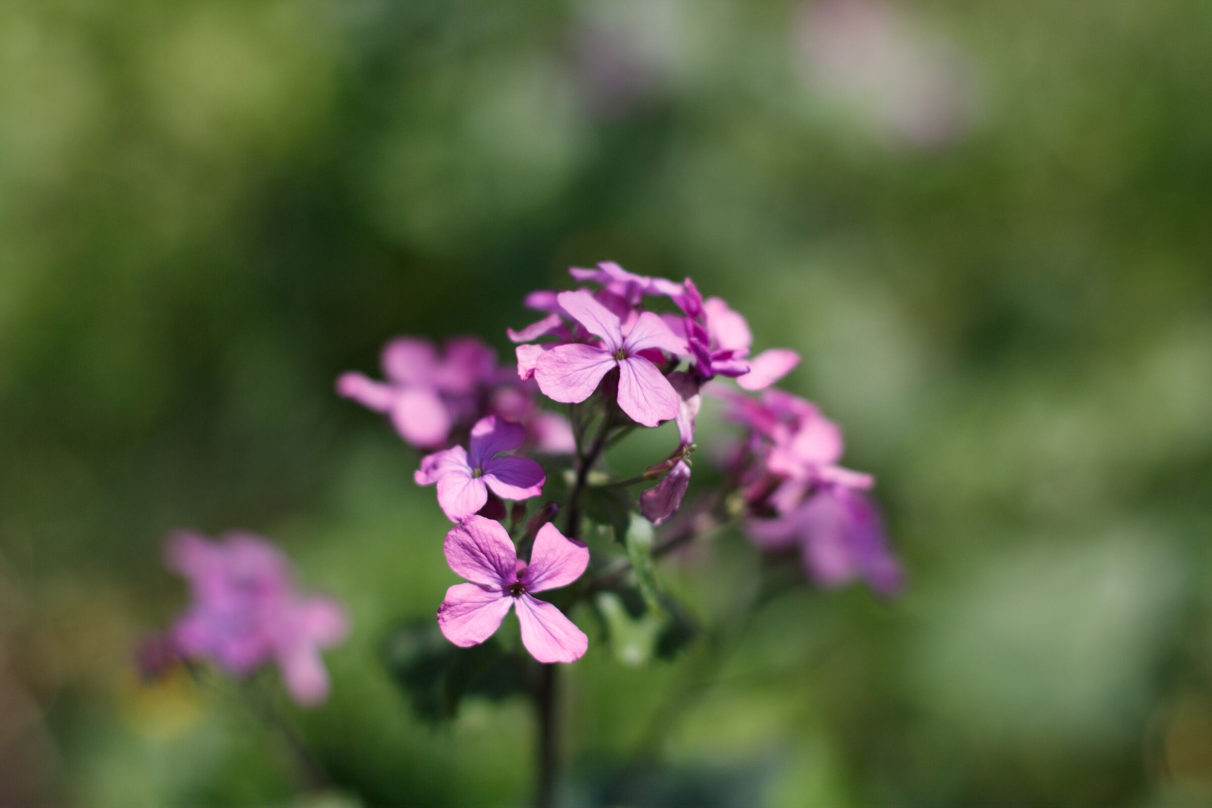 Fiori