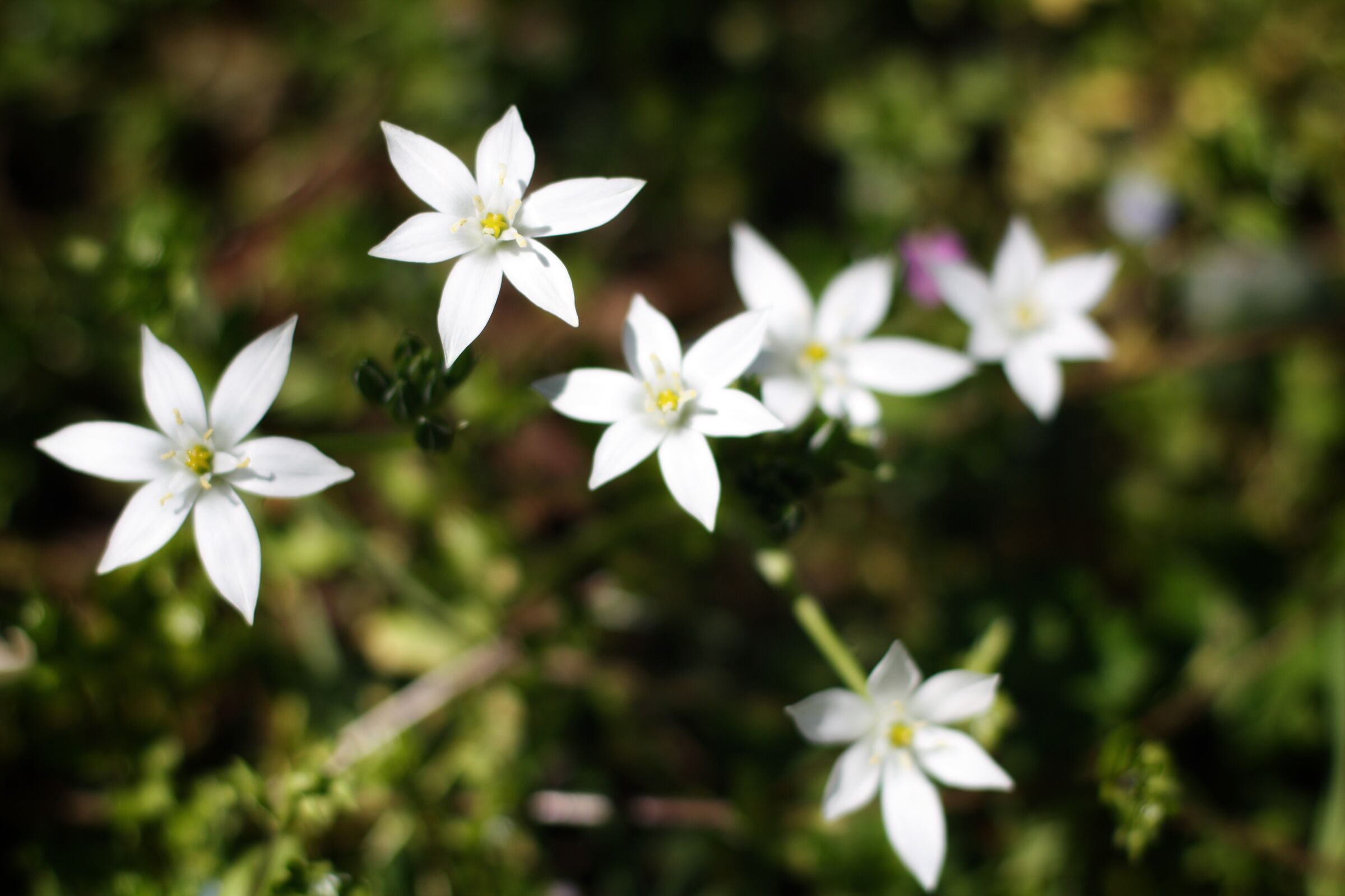 Fiori